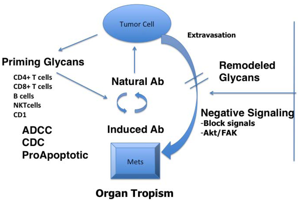 Vaccines 01 00174 g001 1024