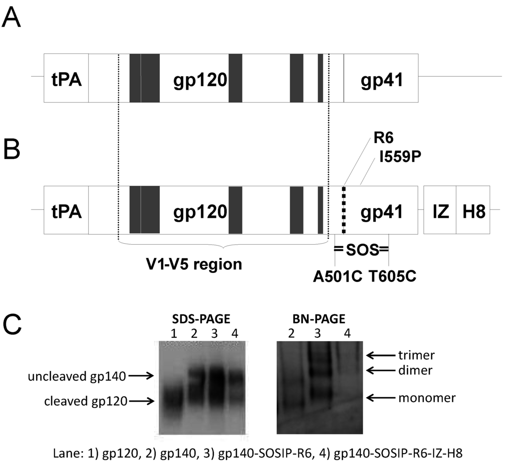 Vaccines 01 00305 g003 1024