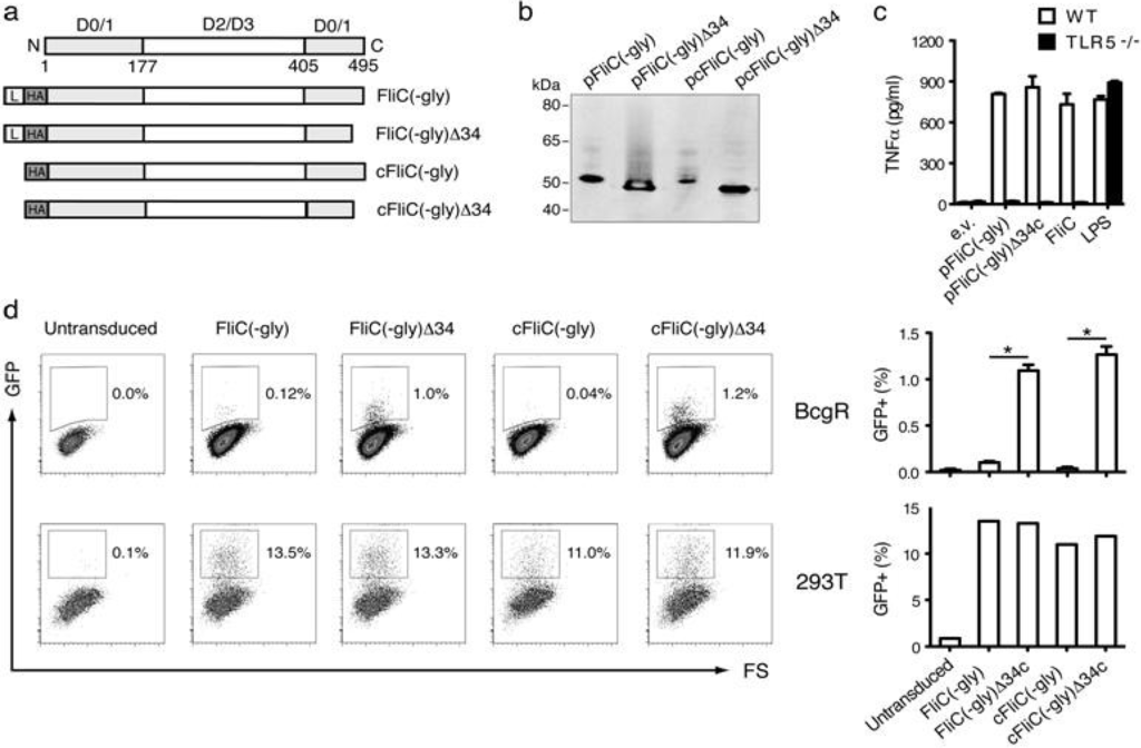 Vaccines 01 00415 g001 1024
