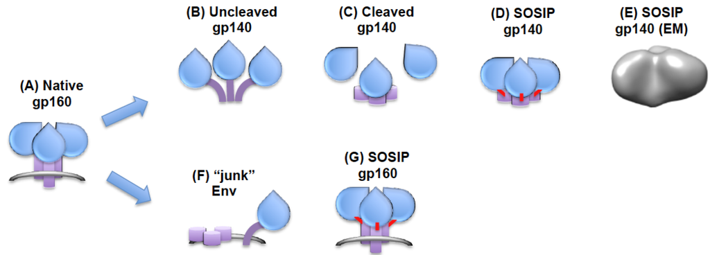 Vaccines 01 00497 g002 1024