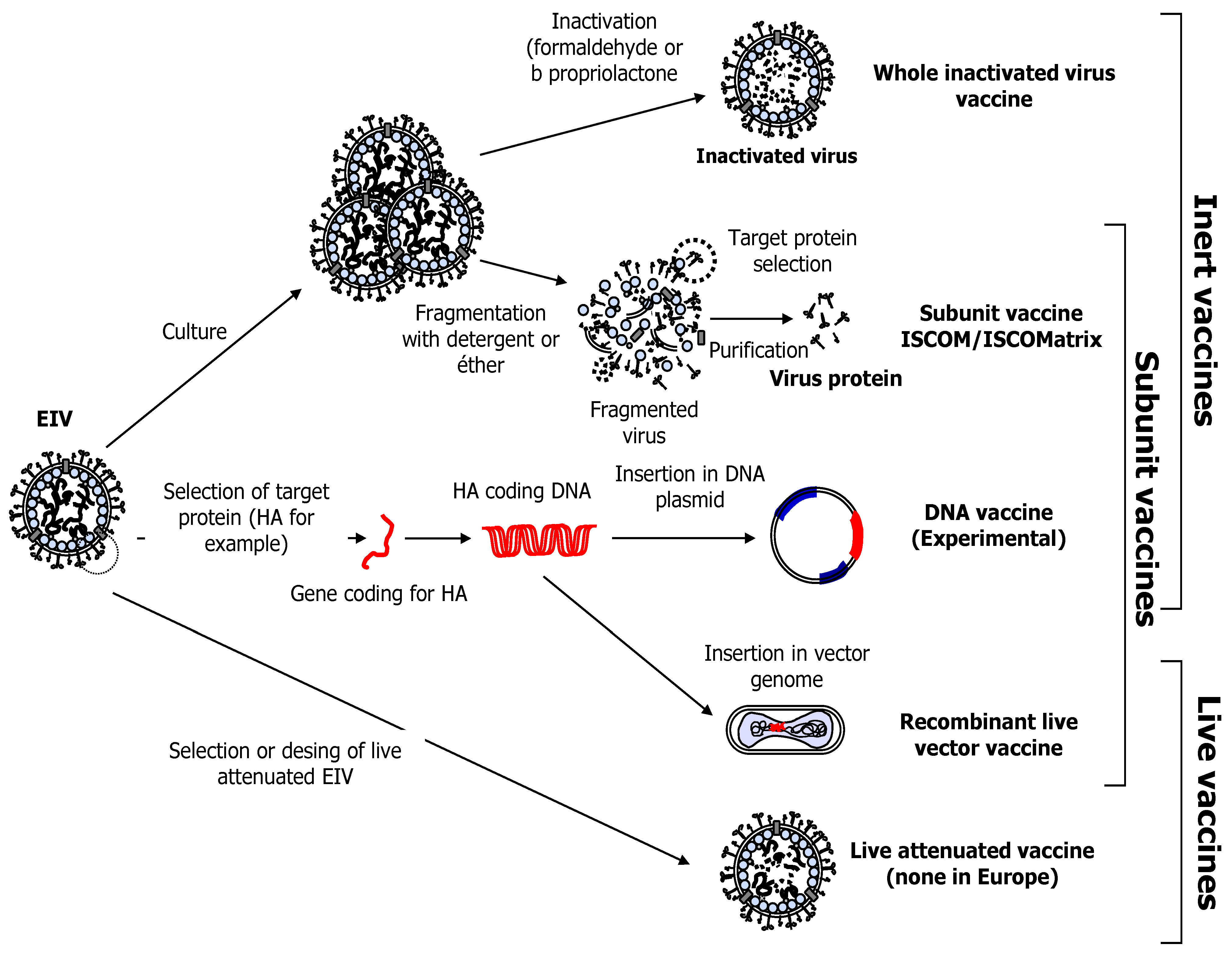 Vaccines 02 00797 g004
