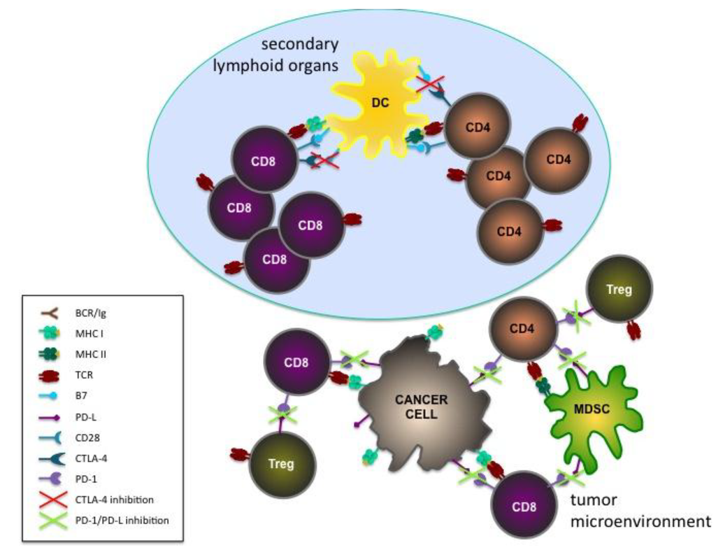 Vaccines 03 00467 g002 1024
