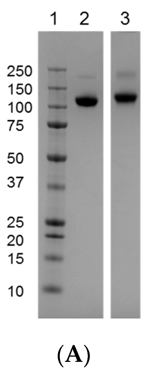 Vaccines 04 00017 g005a