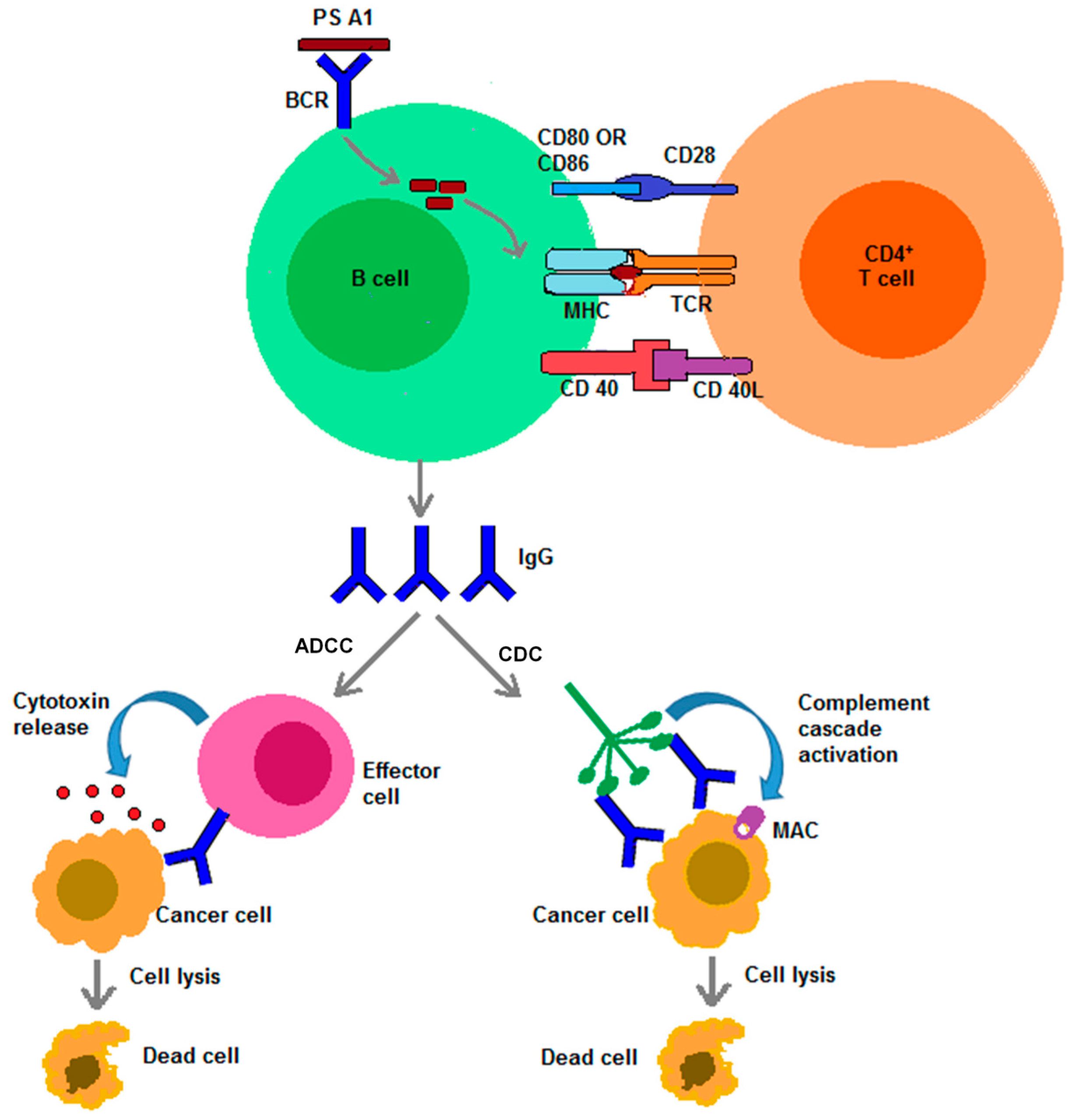 Vaccines 04 00019 g001