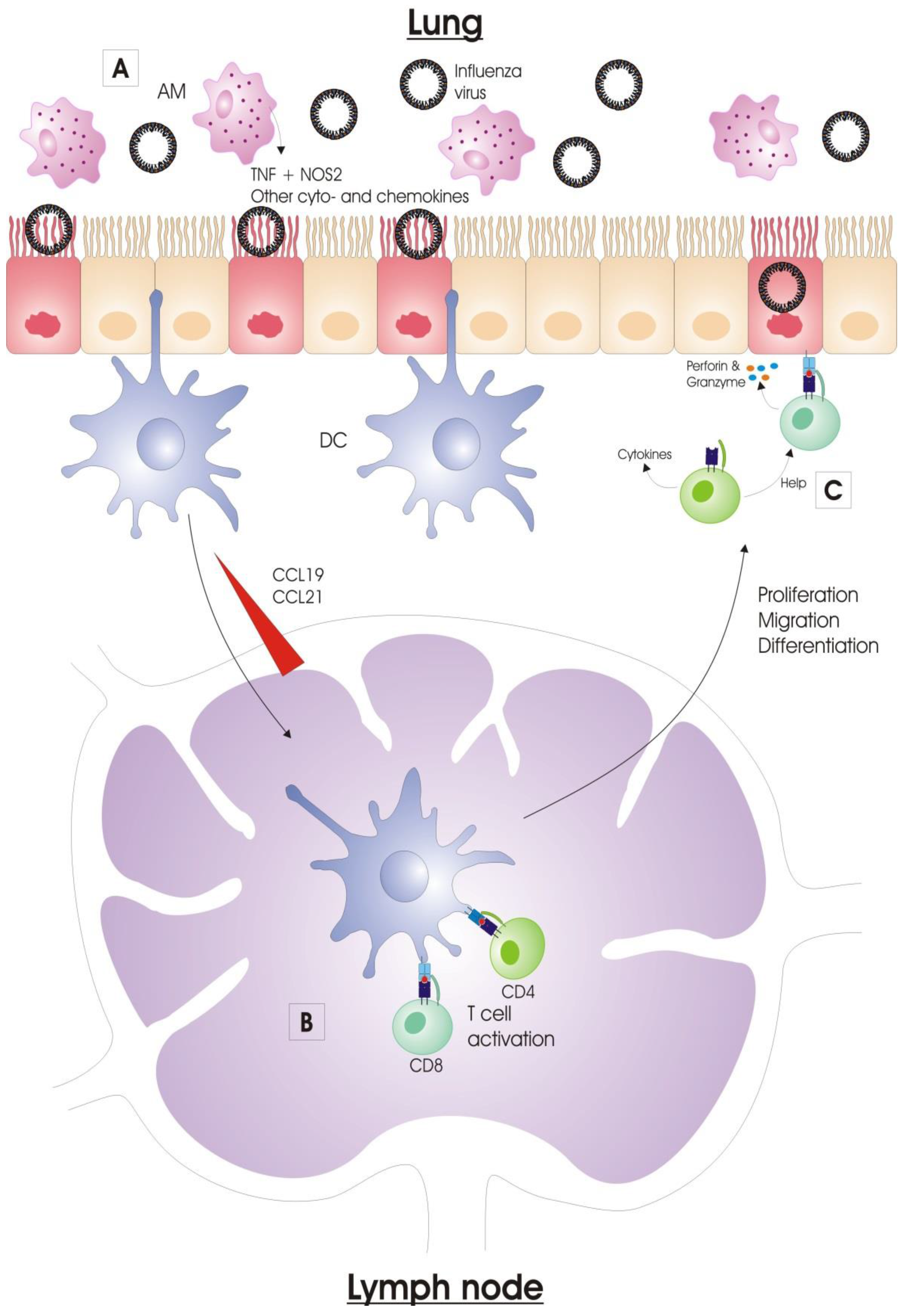 Vaccines 04 00033 g002