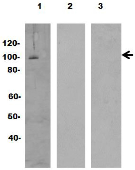 Vaccines 05 00003 g008 550