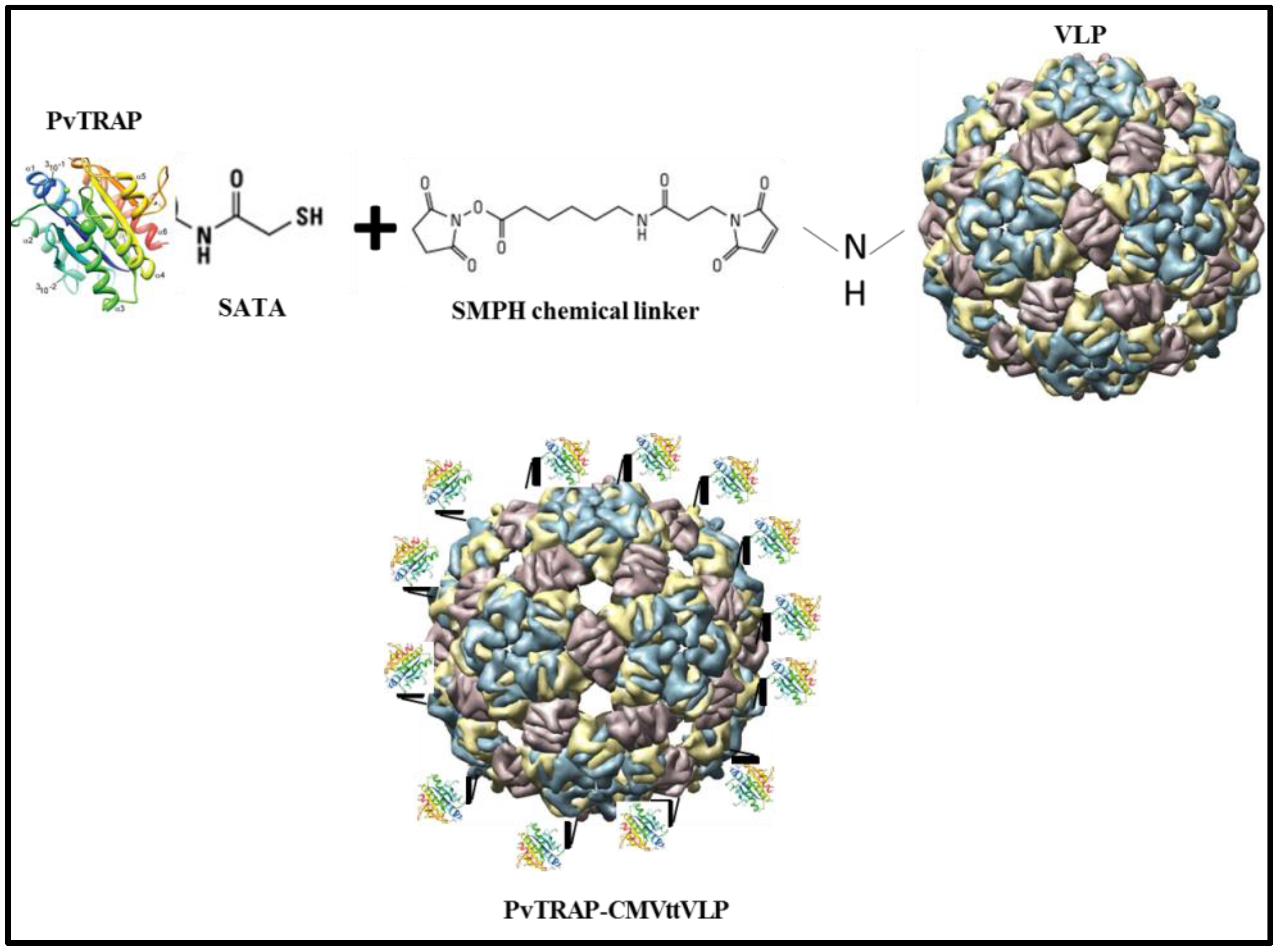 Vaccines 05 00010 g002