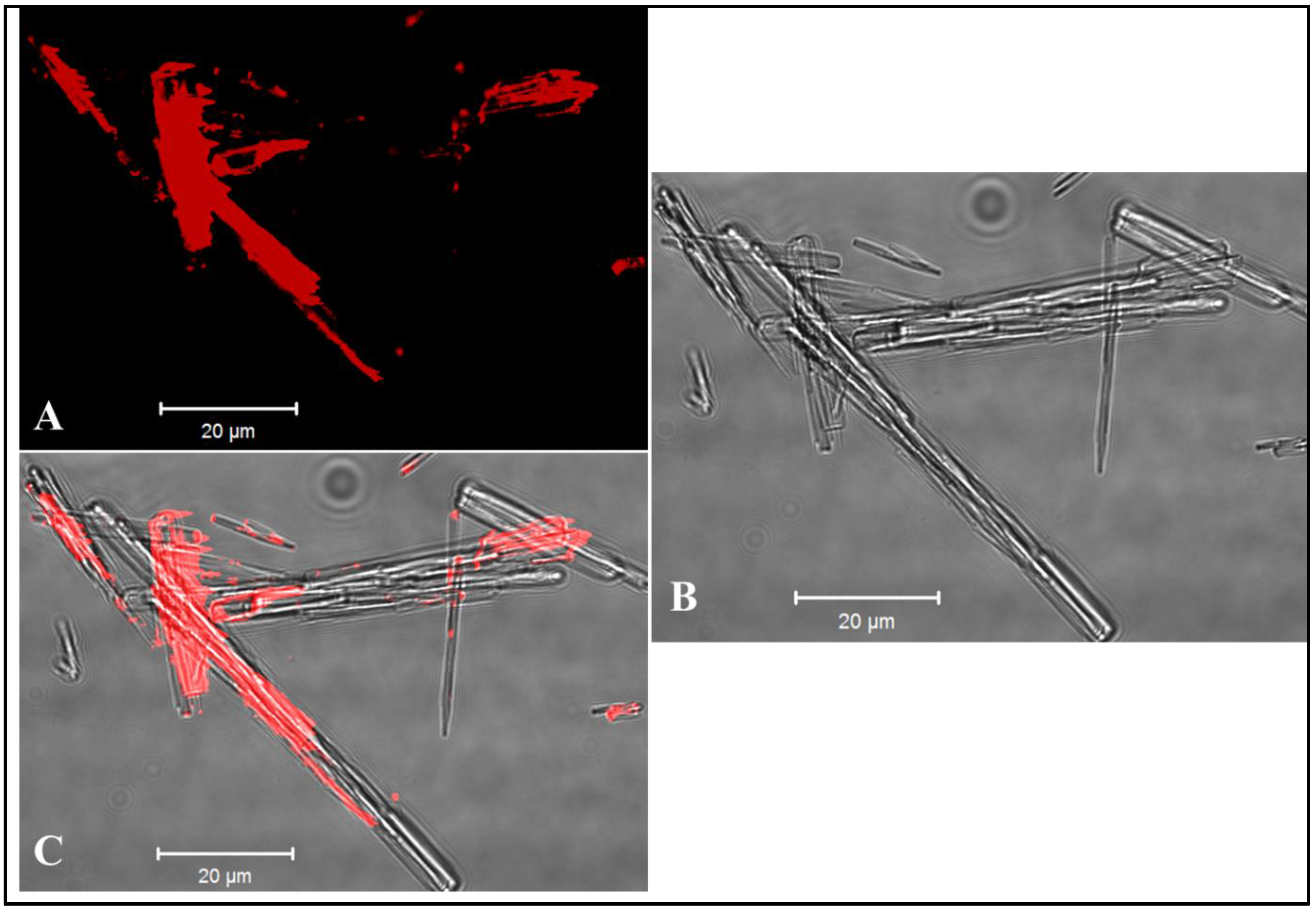 Vaccines 05 00010 g003