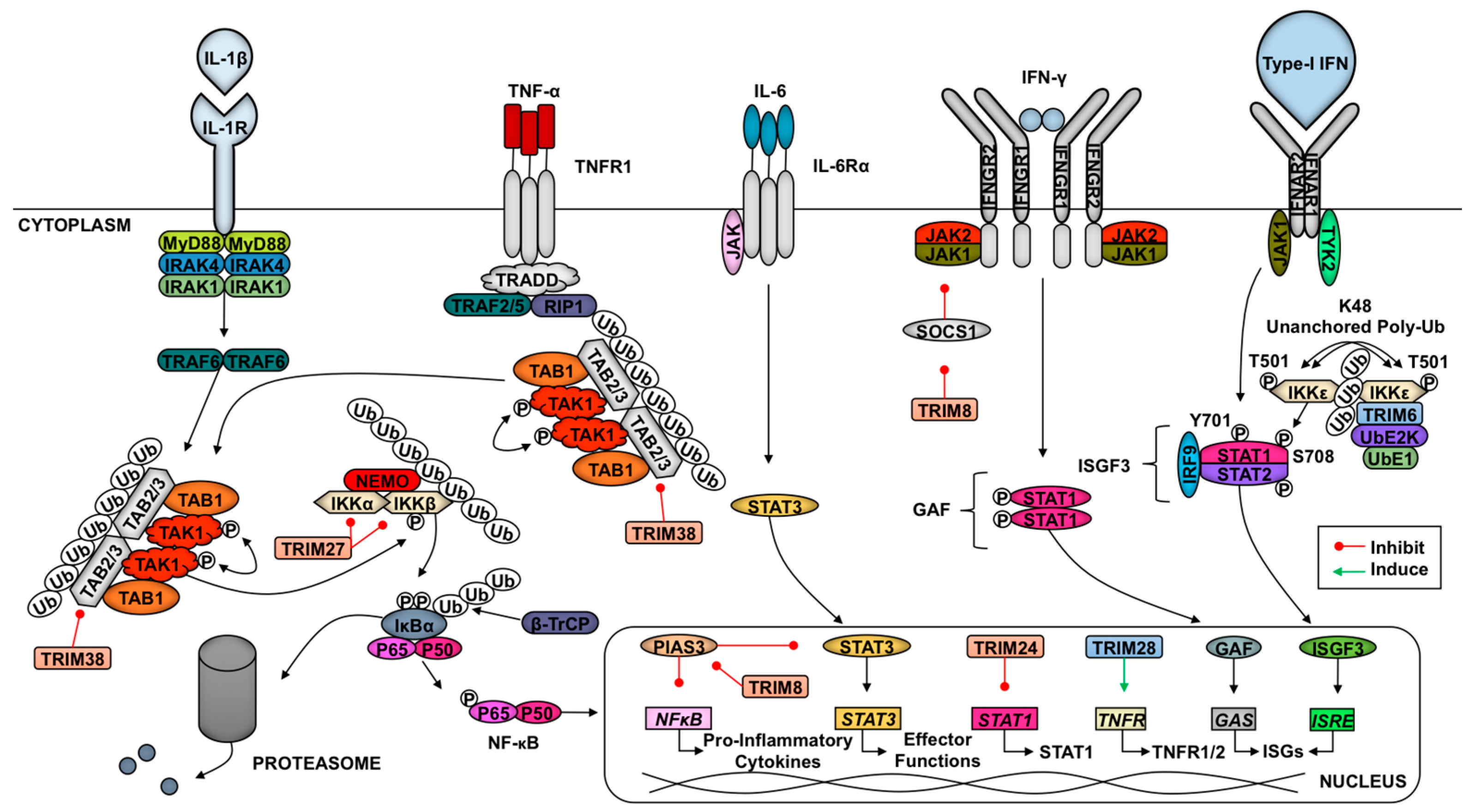 Vaccines 05 00023 g002 Vaccines 05 00023 g002