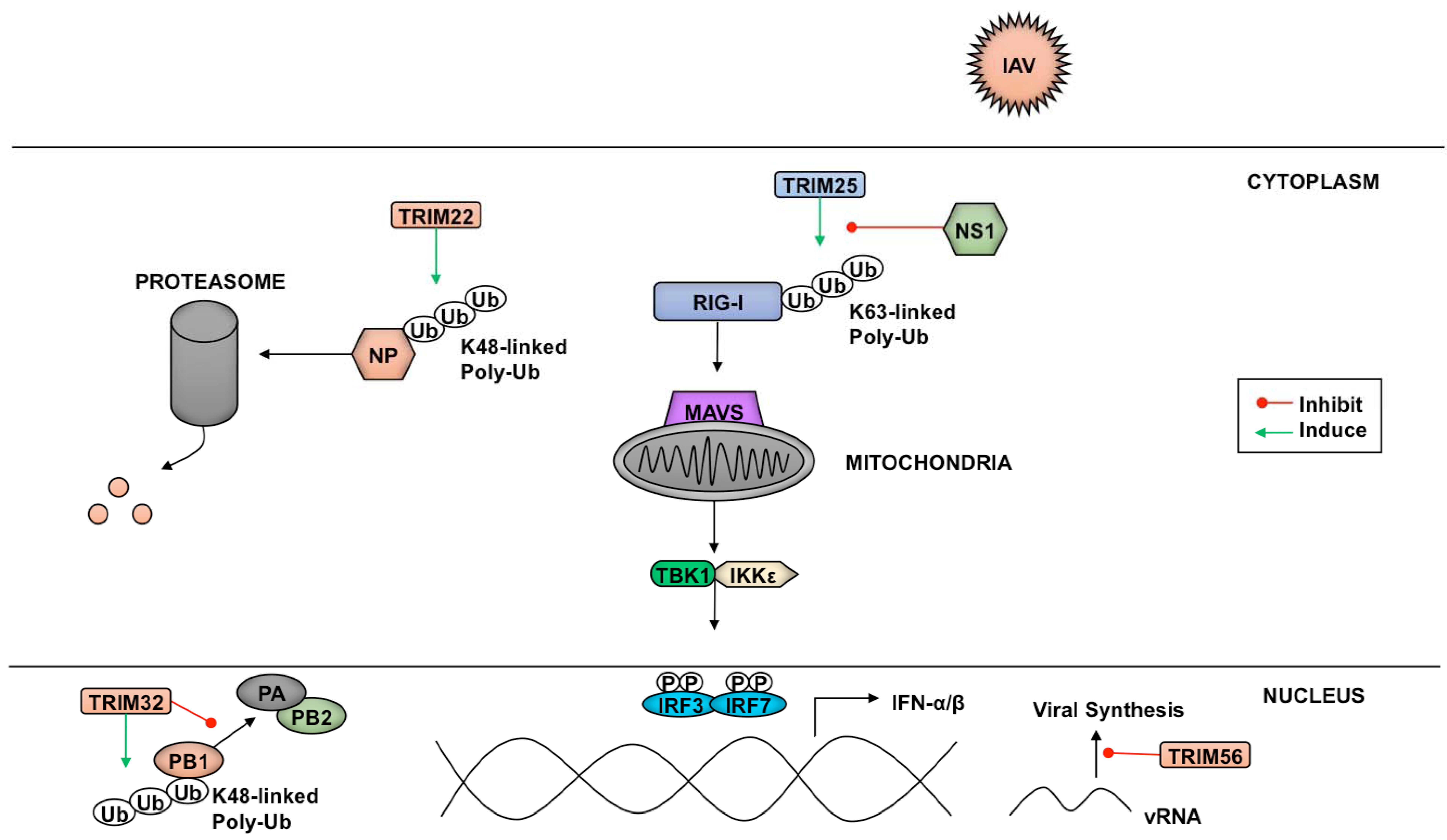 Vaccines 05 00023 g004 Vaccines 05 00023 g004