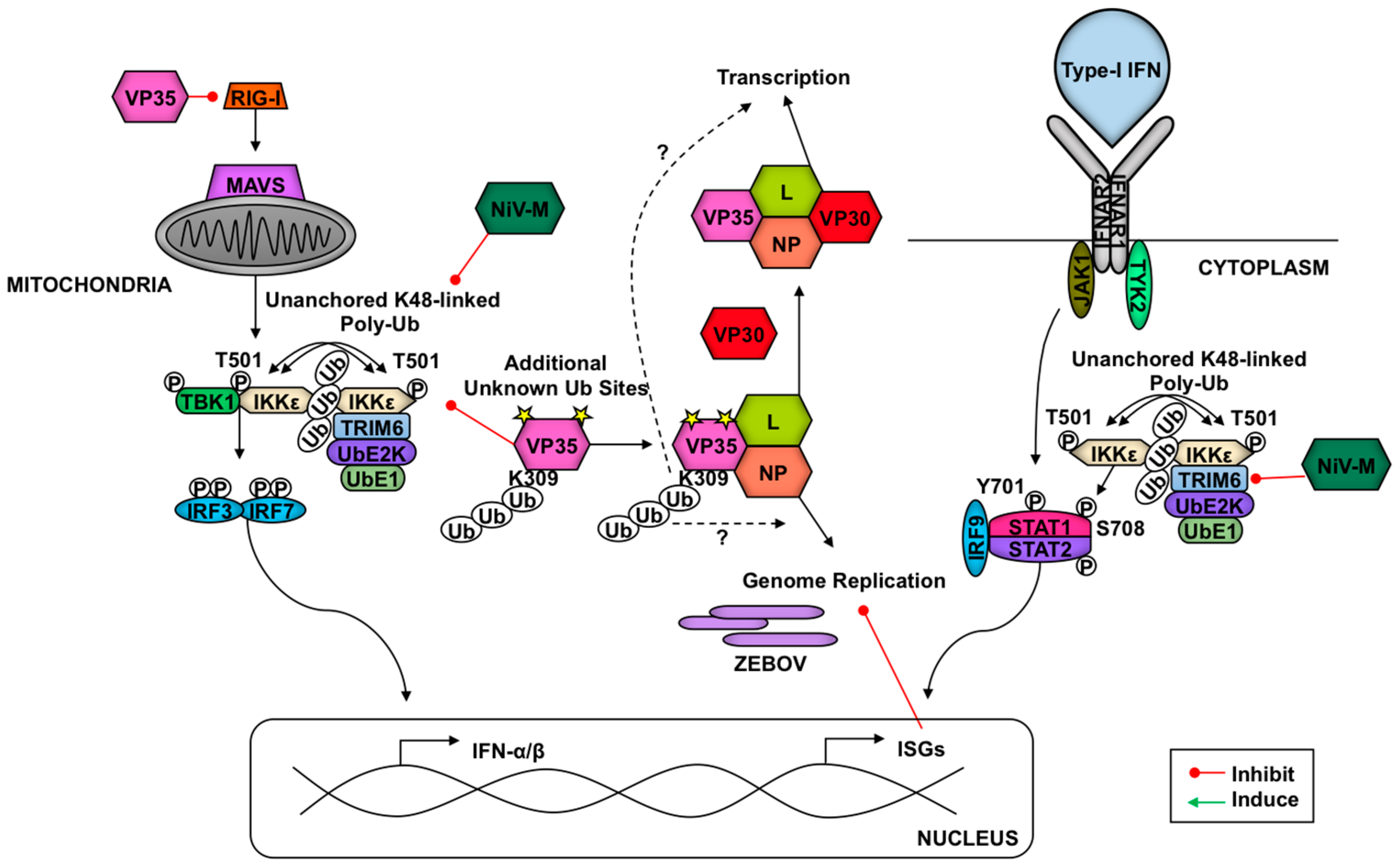 Vaccines 05 00023 g006 Vaccines 05 00023 g006