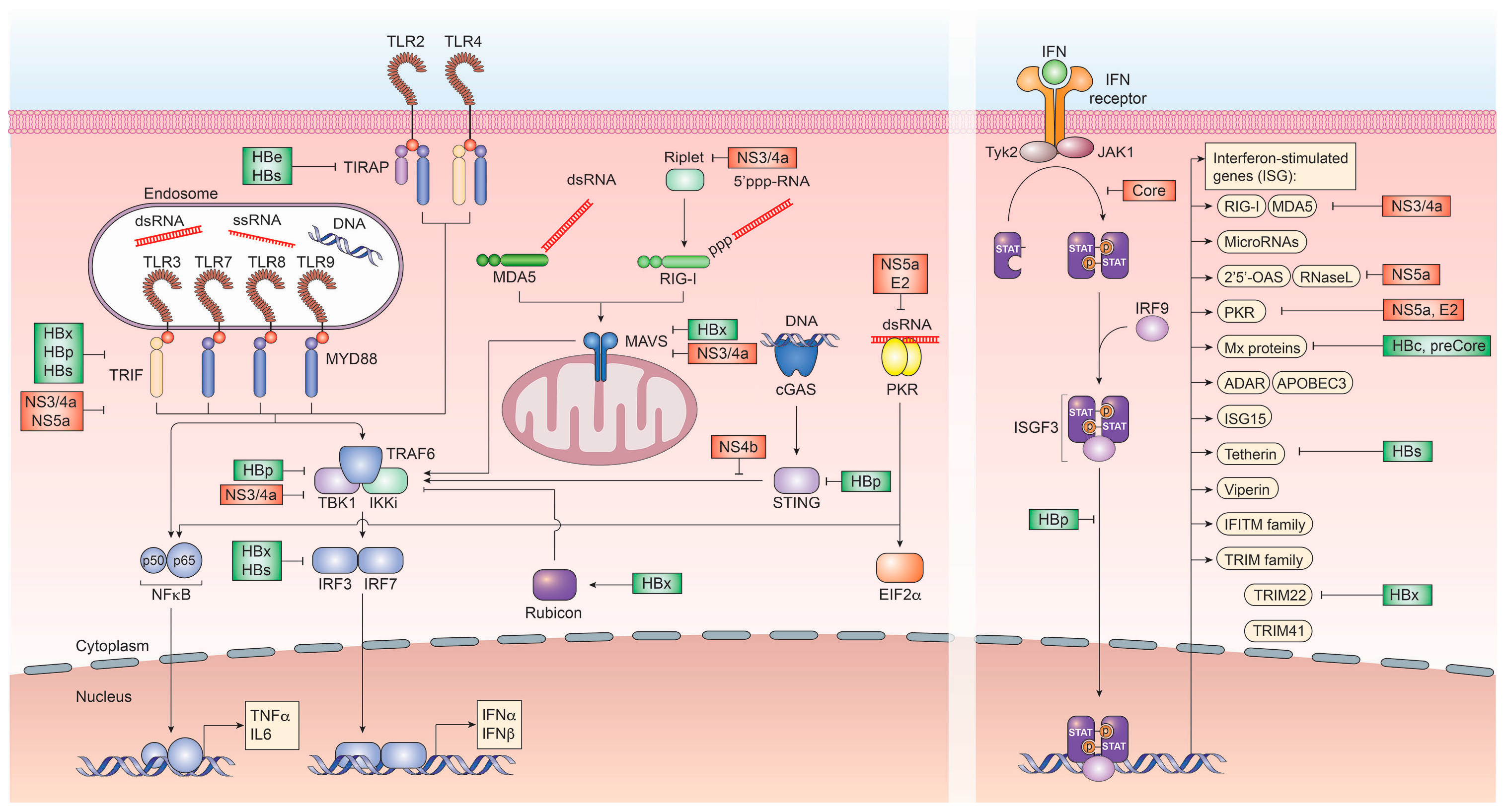 Vaccines 05 00024 g001 Vaccines 05 00024 g001
