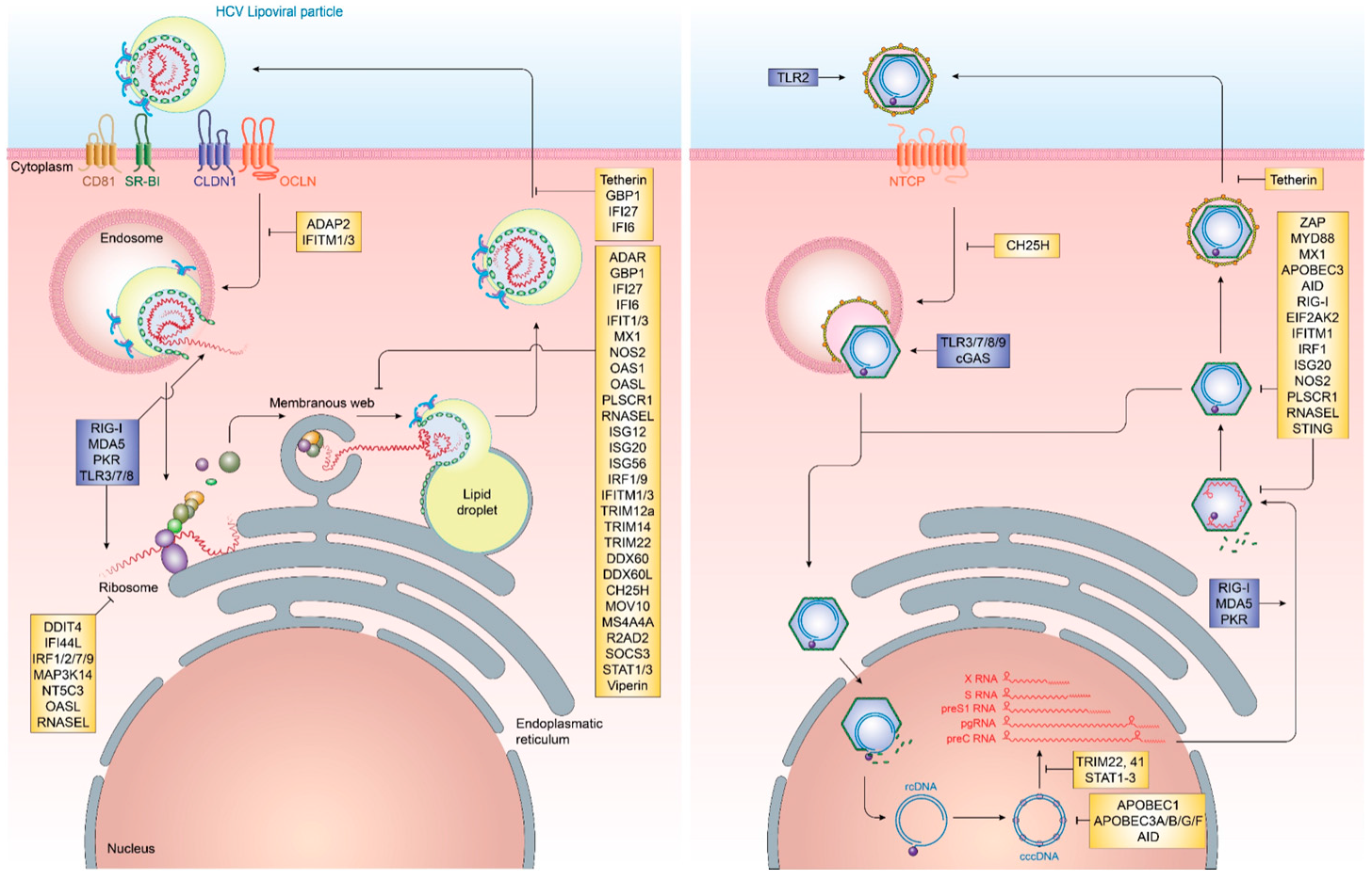 Vaccines 05 00024 g002 Vaccines 05 00024 g002
