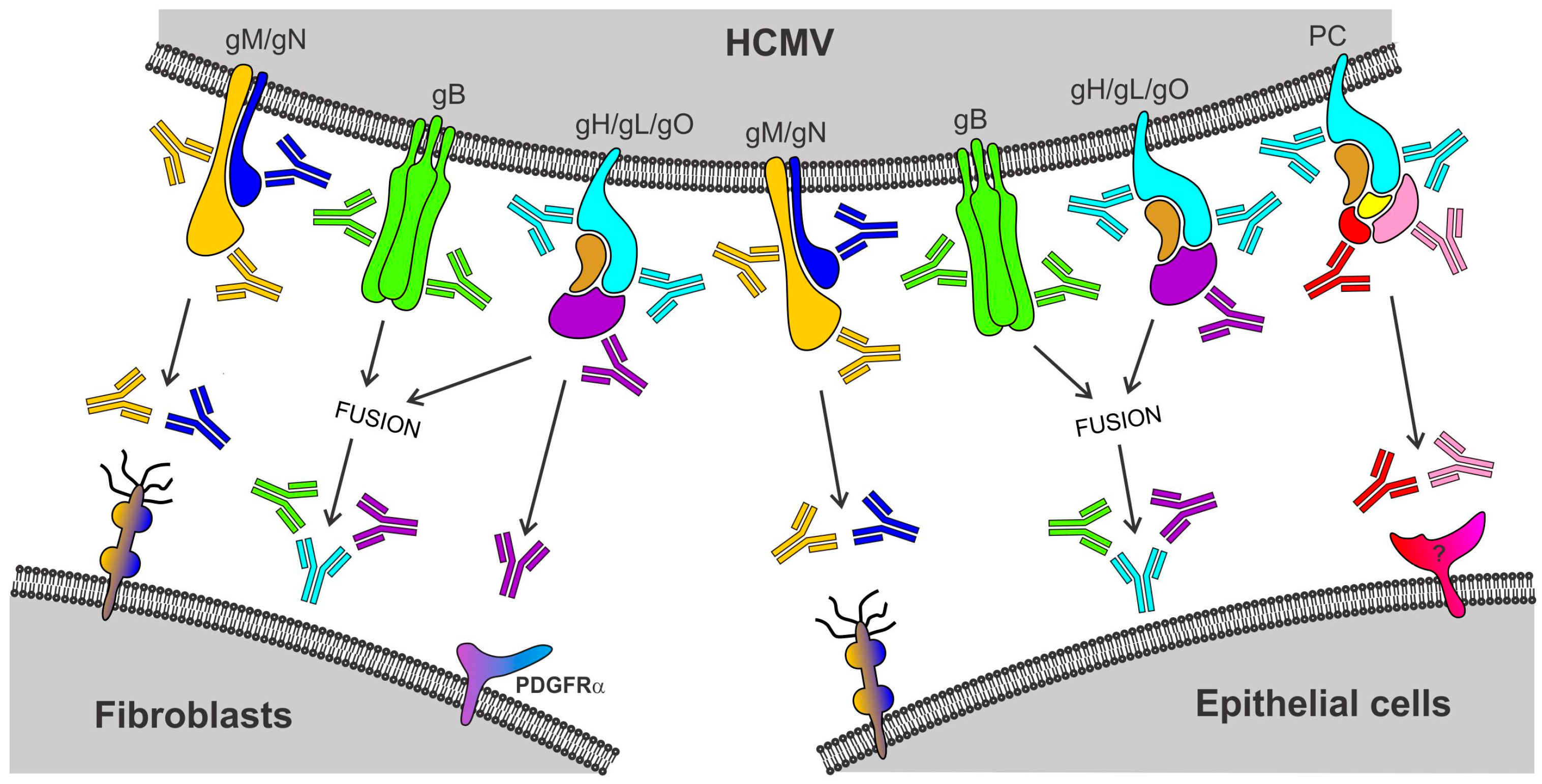 Vaccines 05 00039 g001