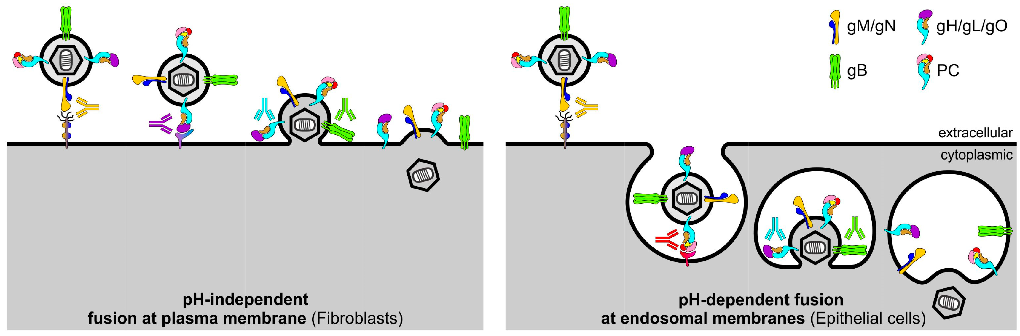 Vaccines 05 00039 g002