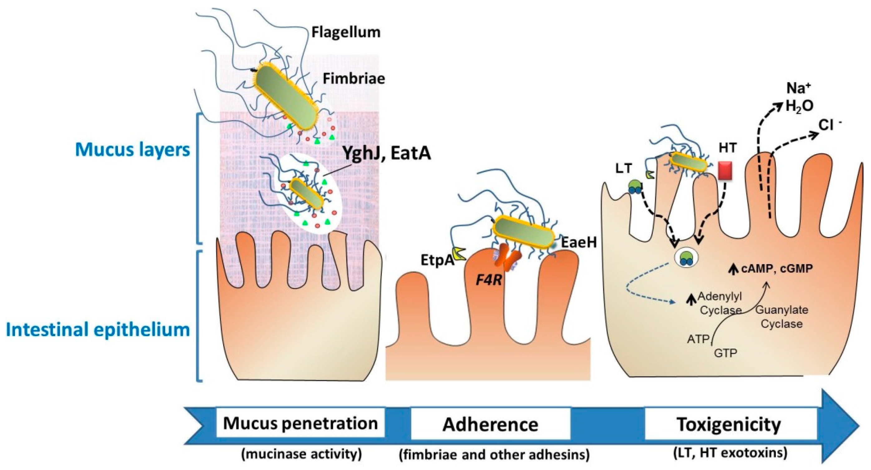 Vaccines 05 00048 g002