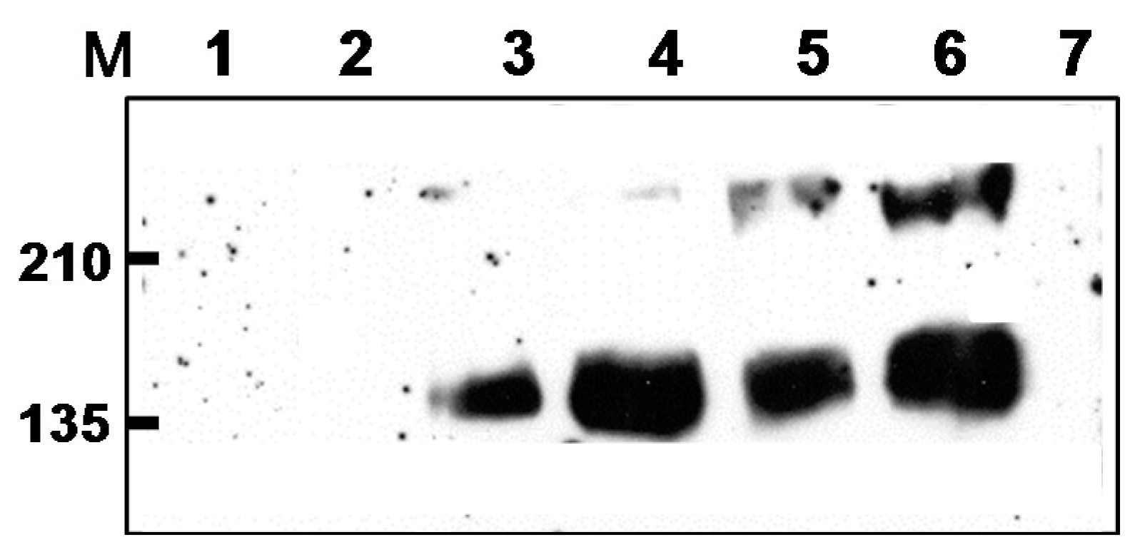 Vaccines 05 00052 g001