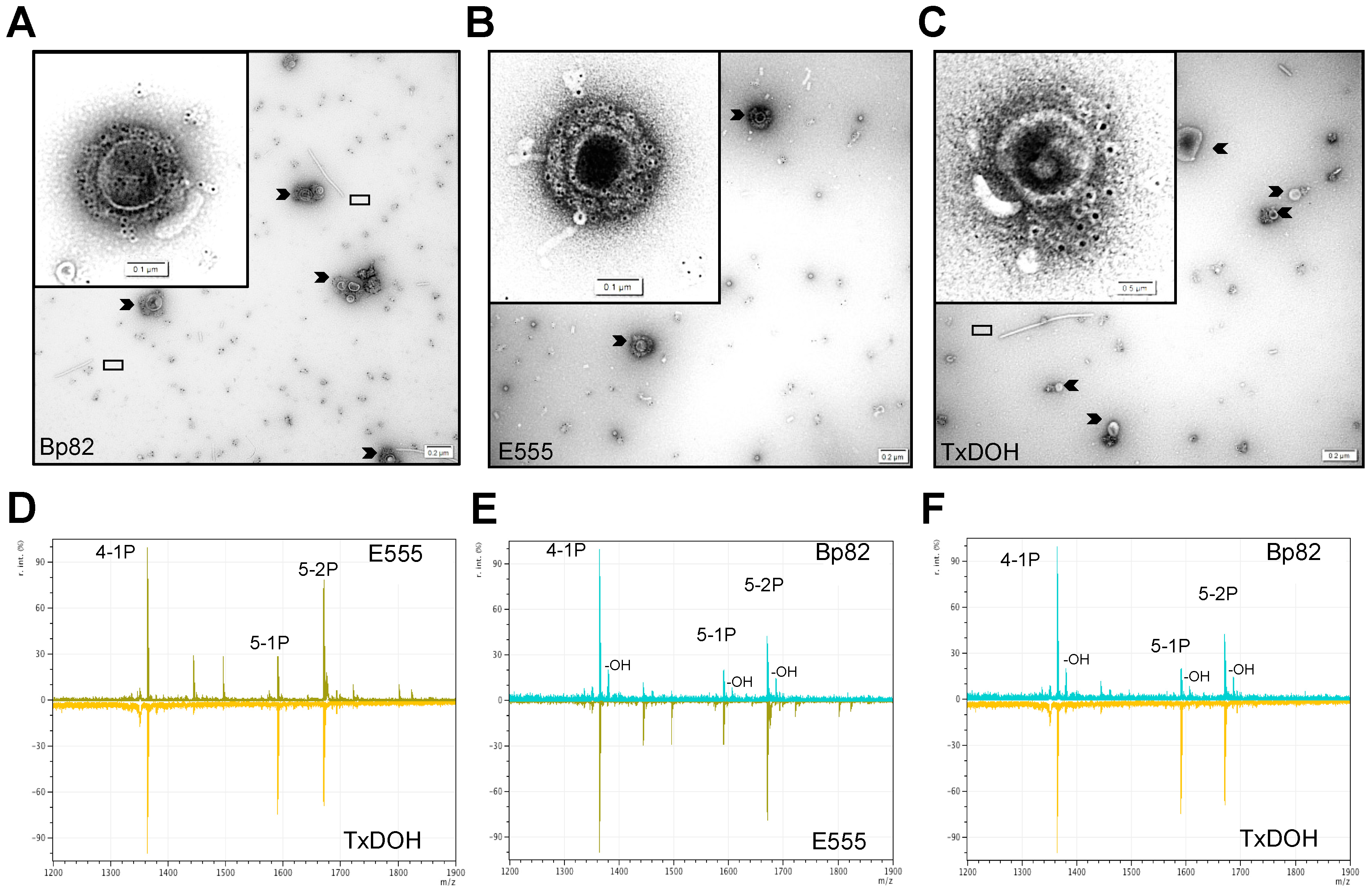 Vaccines 06 00005 g002