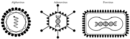 Vaccines 06 00029 i001