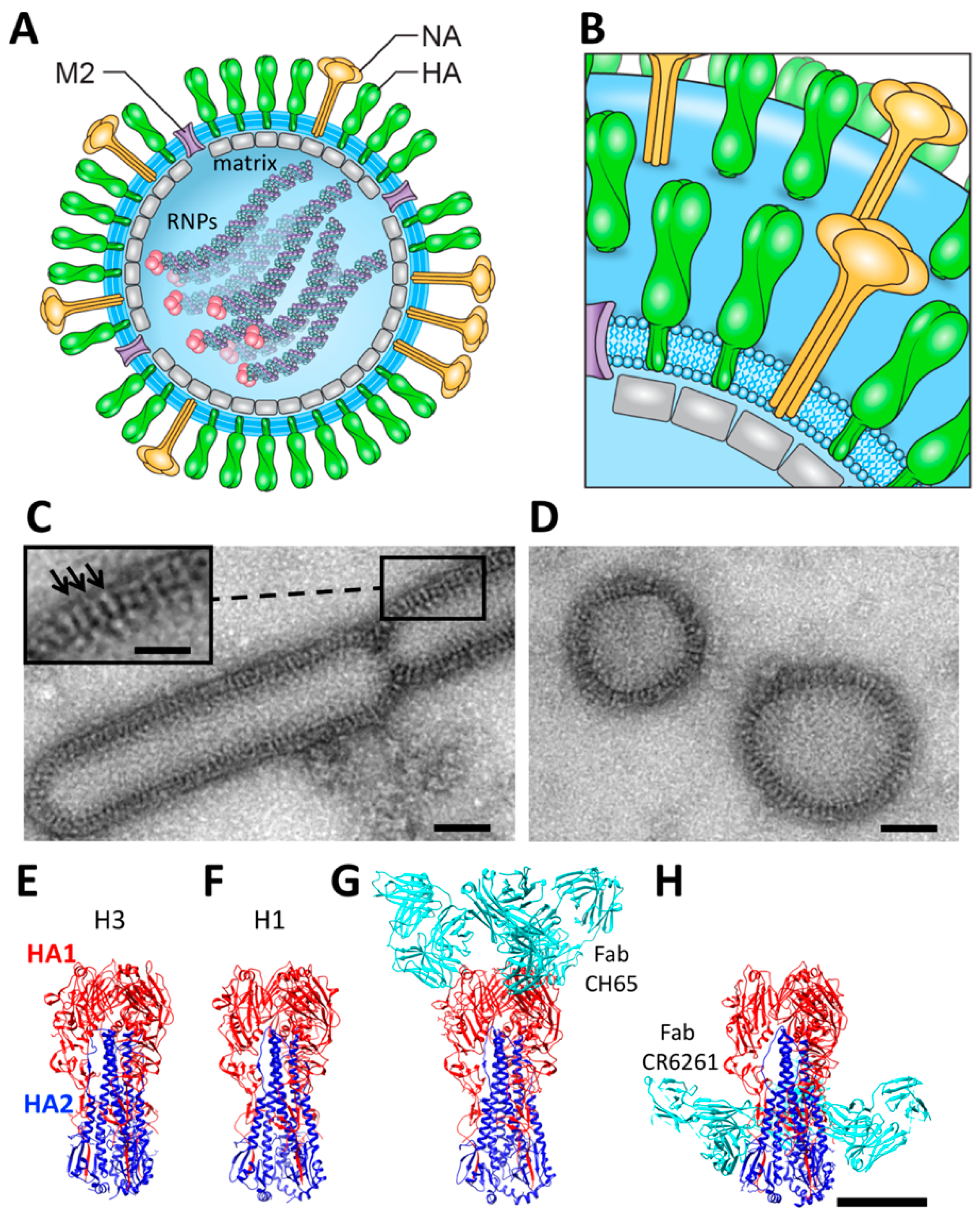 Vaccines 06 00031 g001
