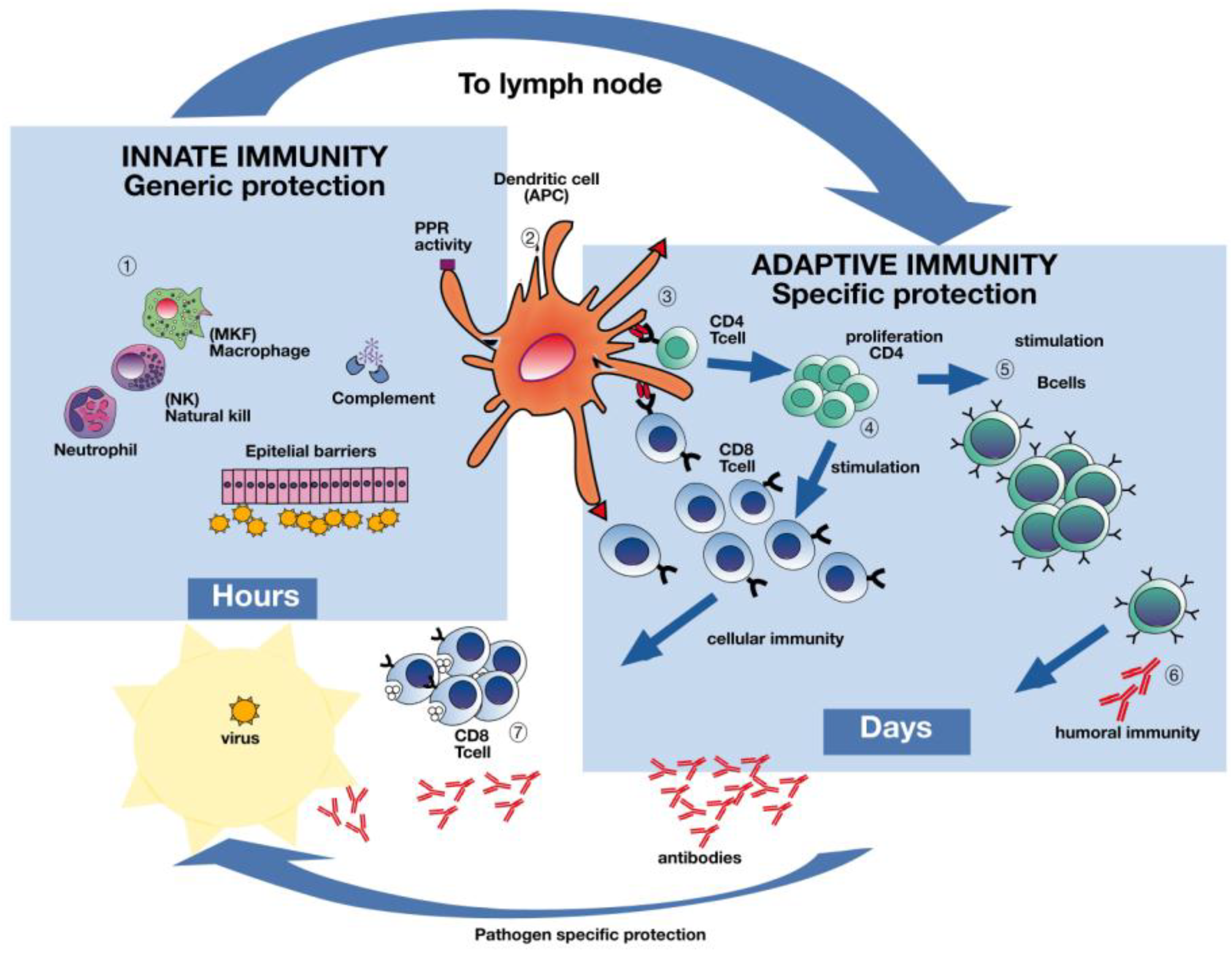 Vaccines 06 00032 g002