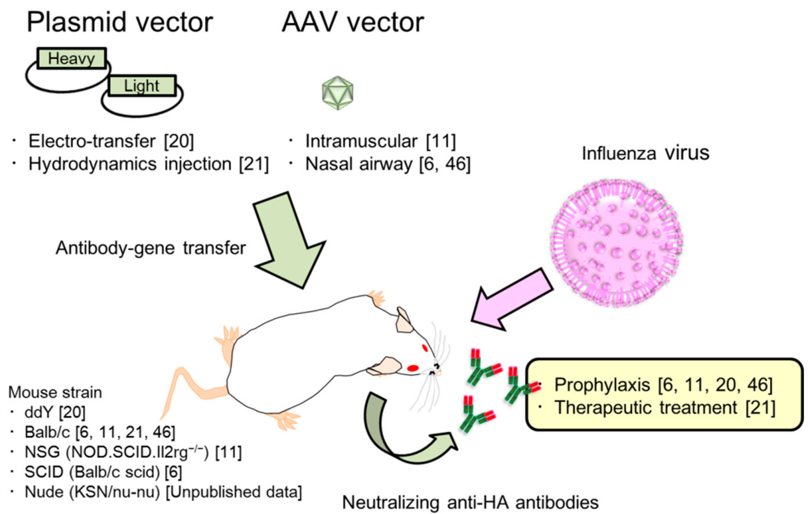Vaccines 06 00035 g001