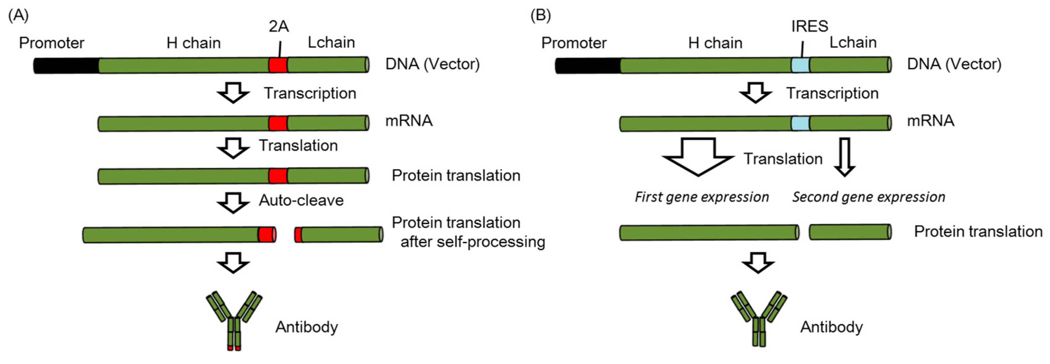 Vaccines 06 00035 g003