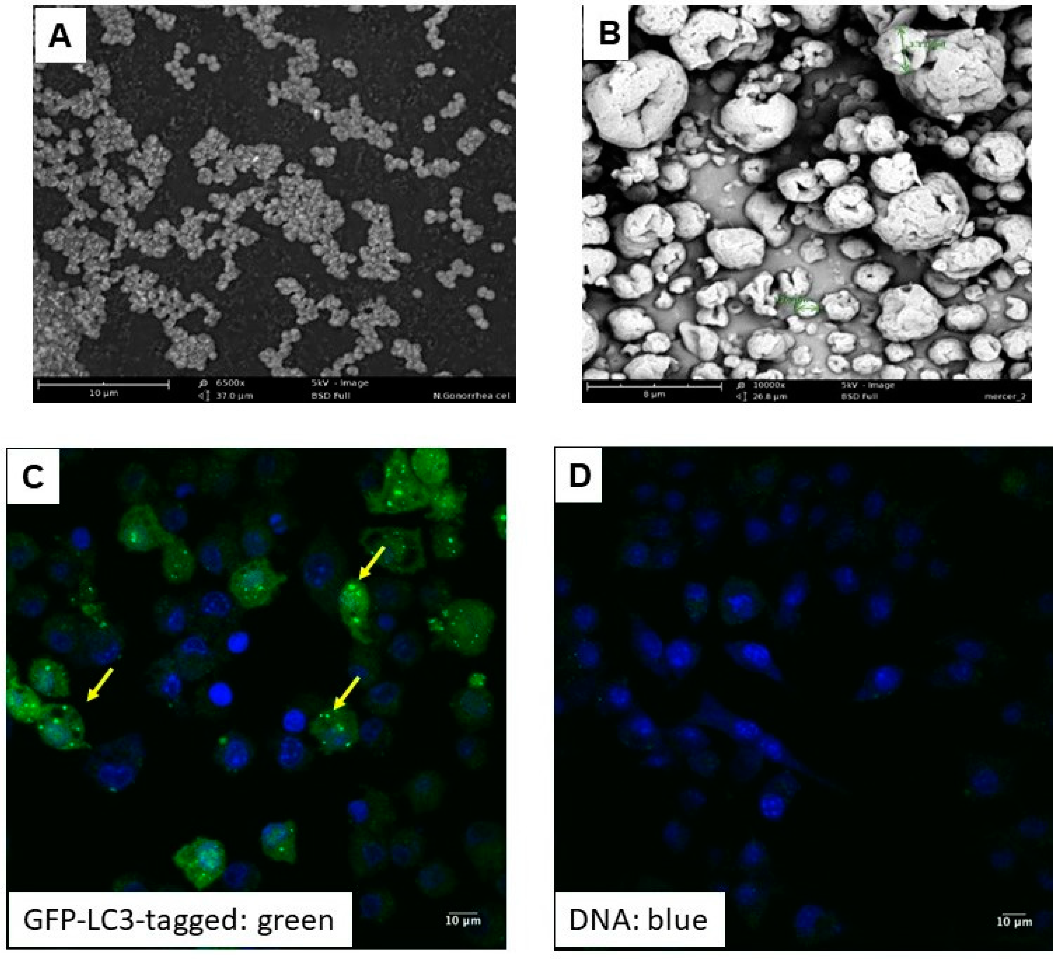 Vaccines 06 00060 g001 Vaccines 06 00060 g001