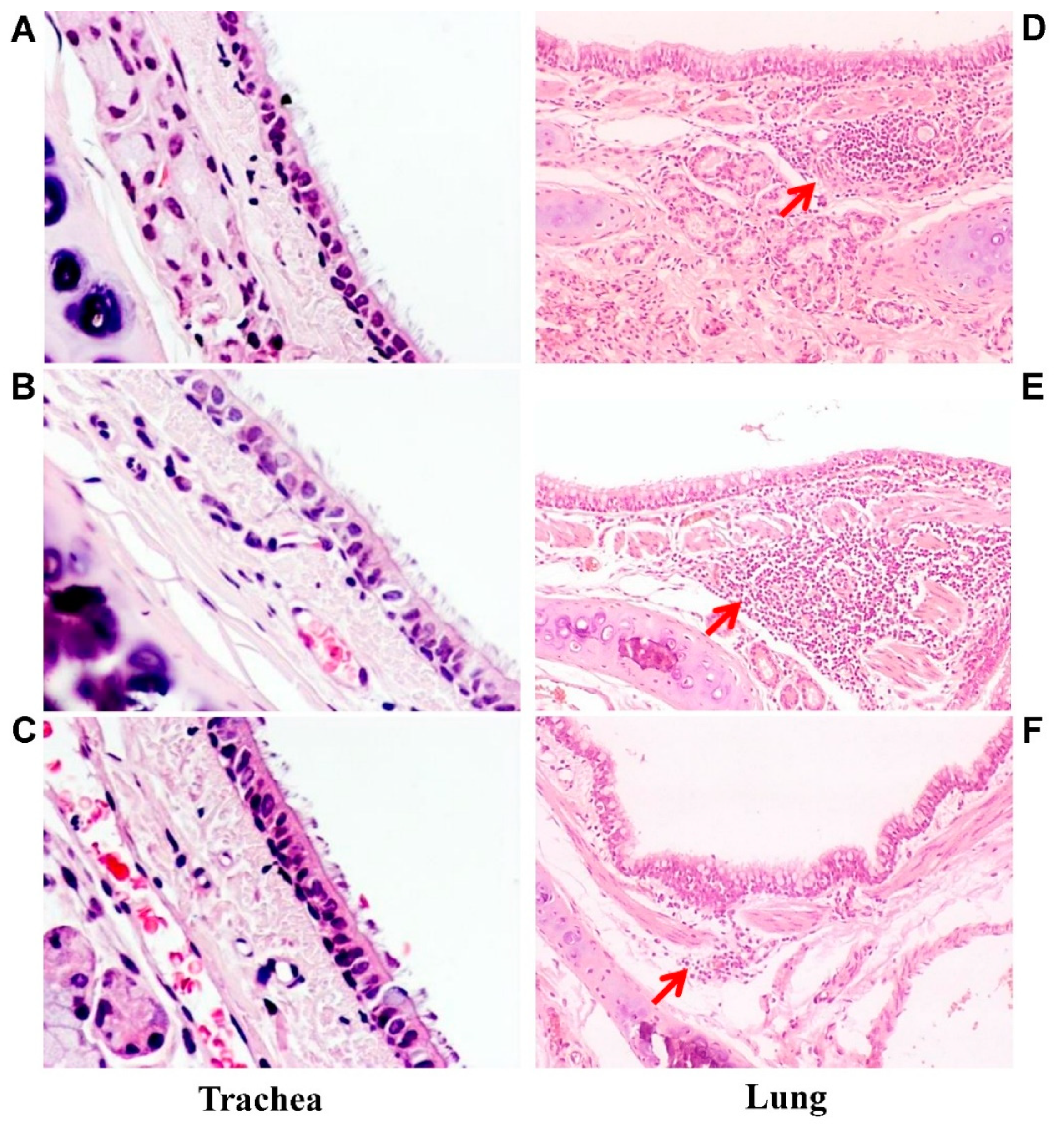 Vaccines 06 00074 g005