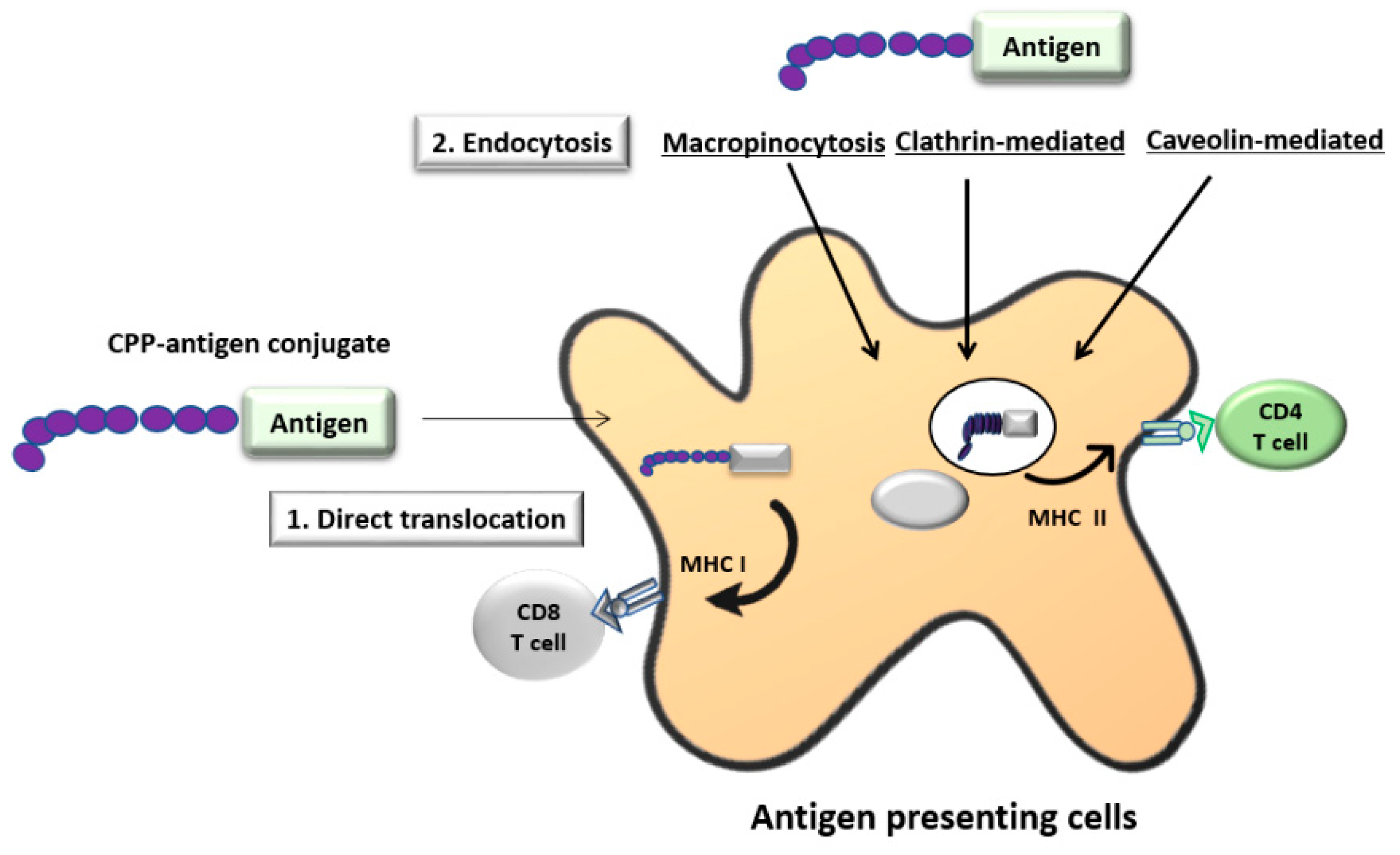 Vaccines 06 00075 g005