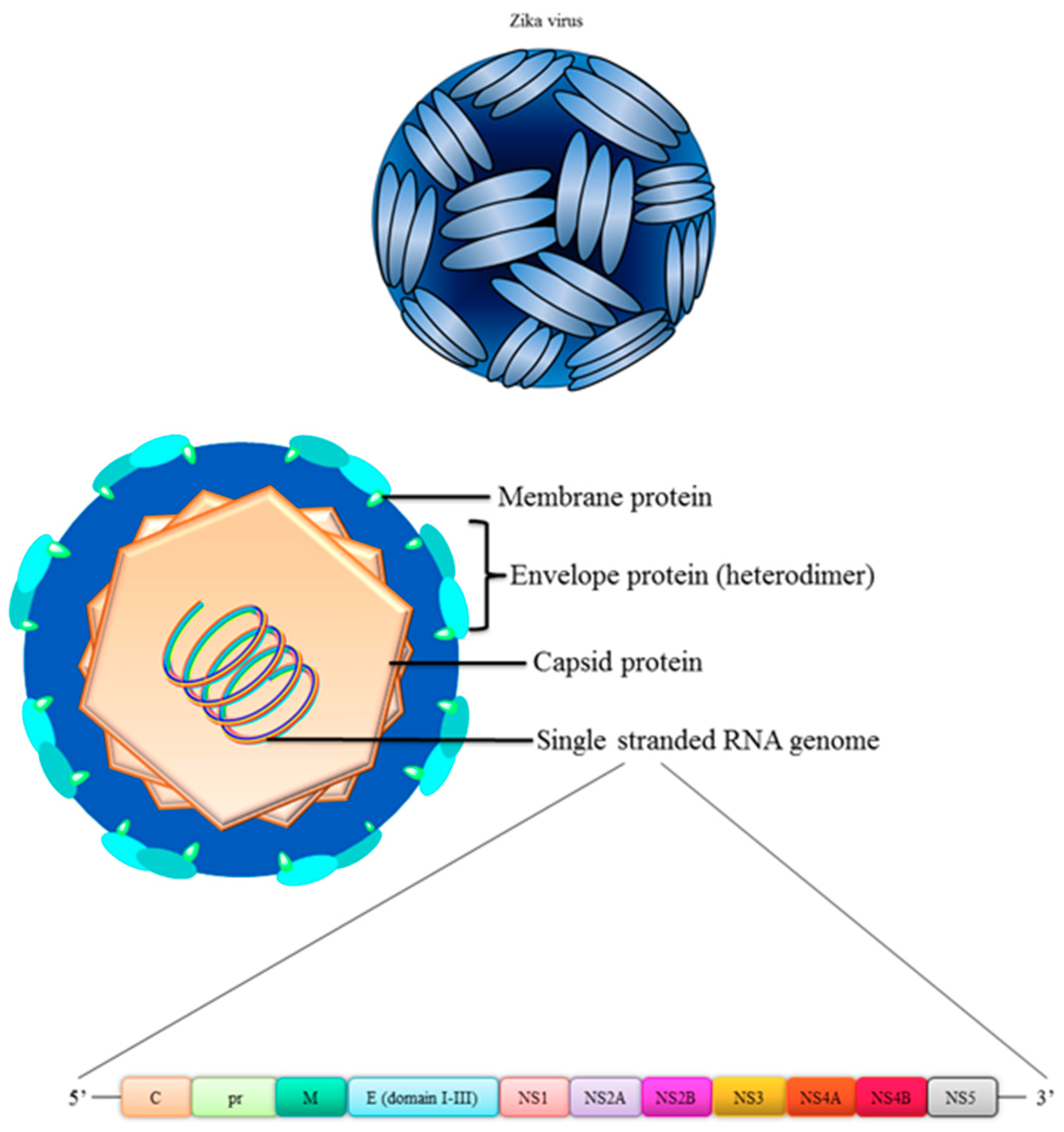 Vaccines 06 00077 g001