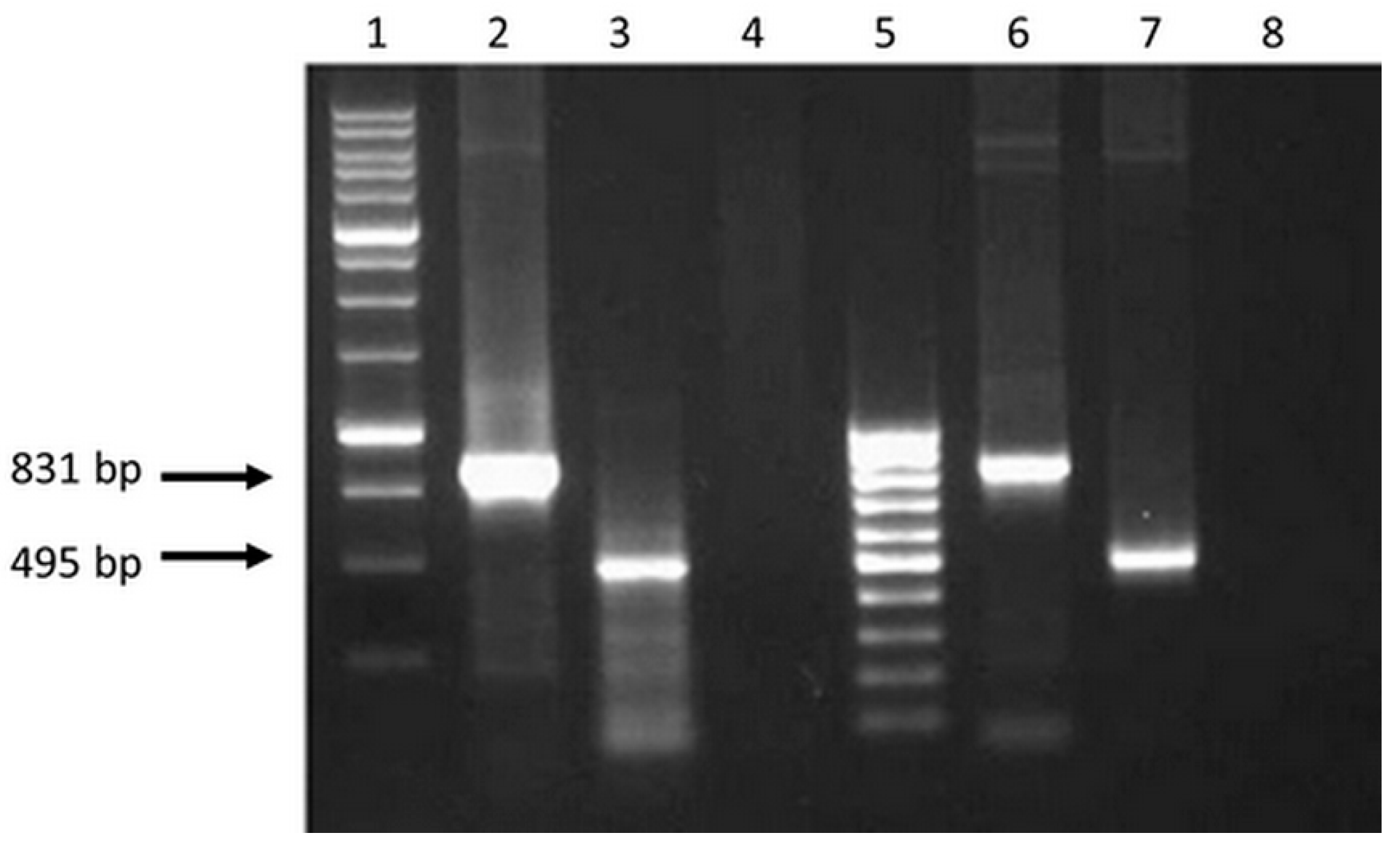 Vaccines 07 00034 g002
