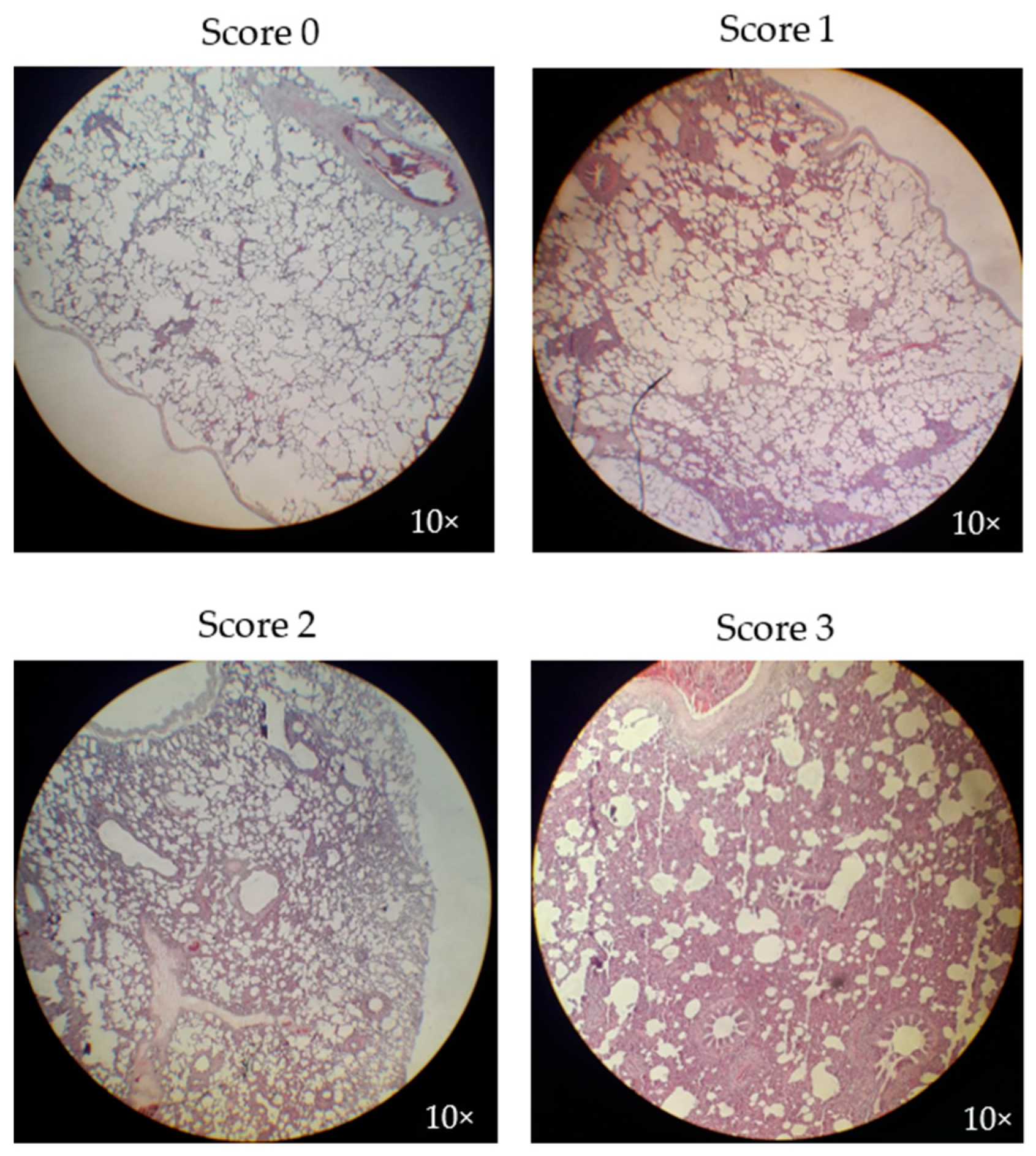 Vaccines 07 00043 g006