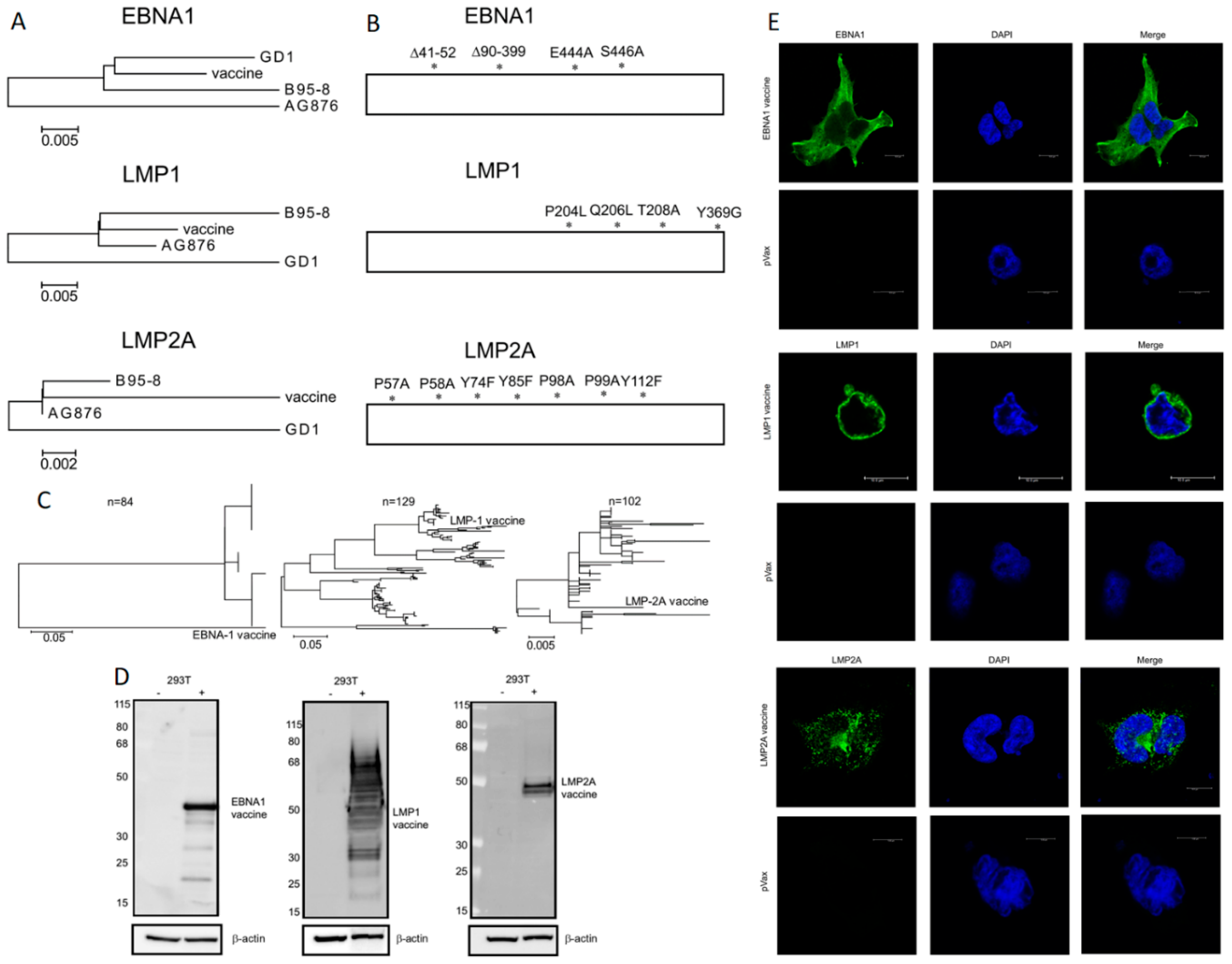 Vaccines 07 00044 g001