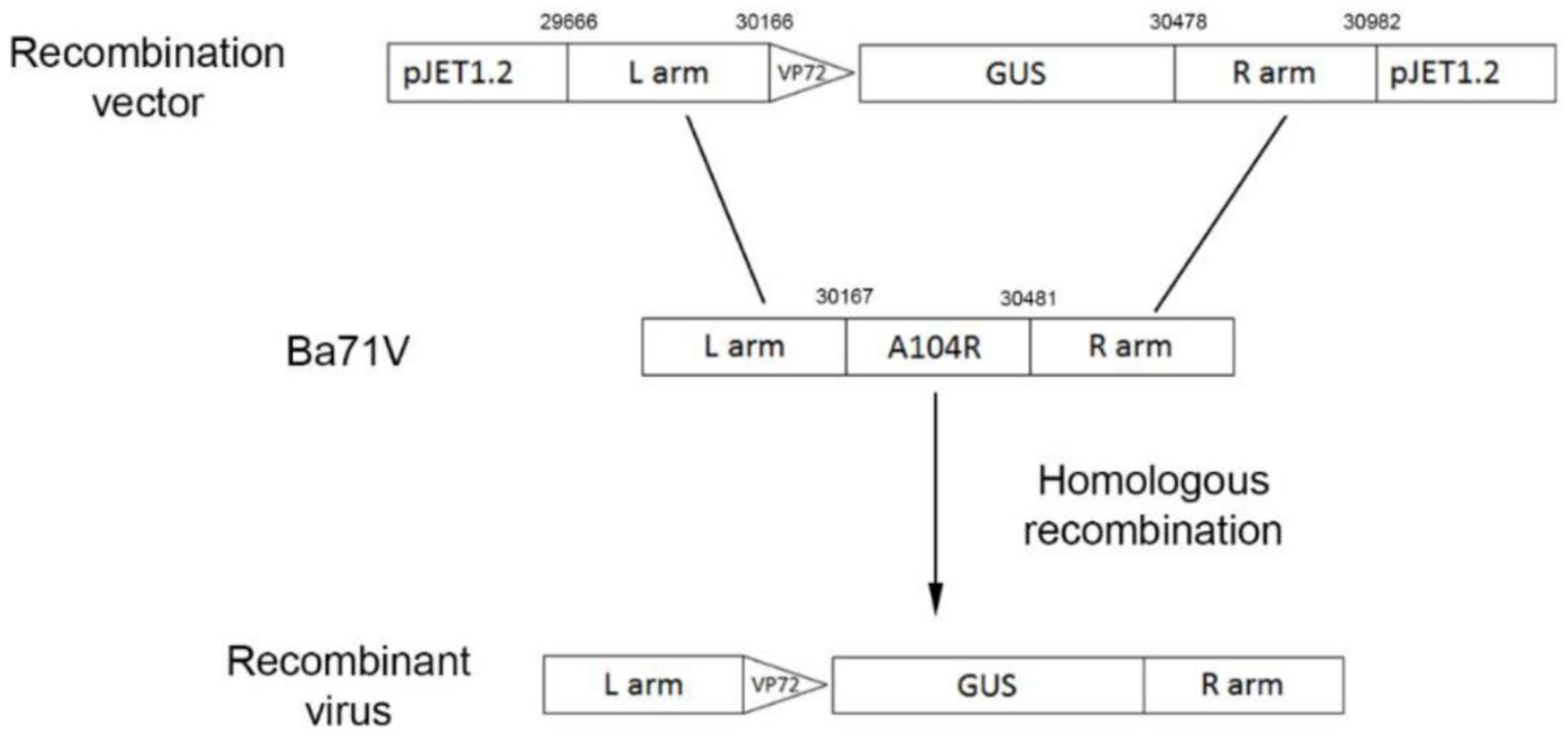 Vaccines 07 00068 g003