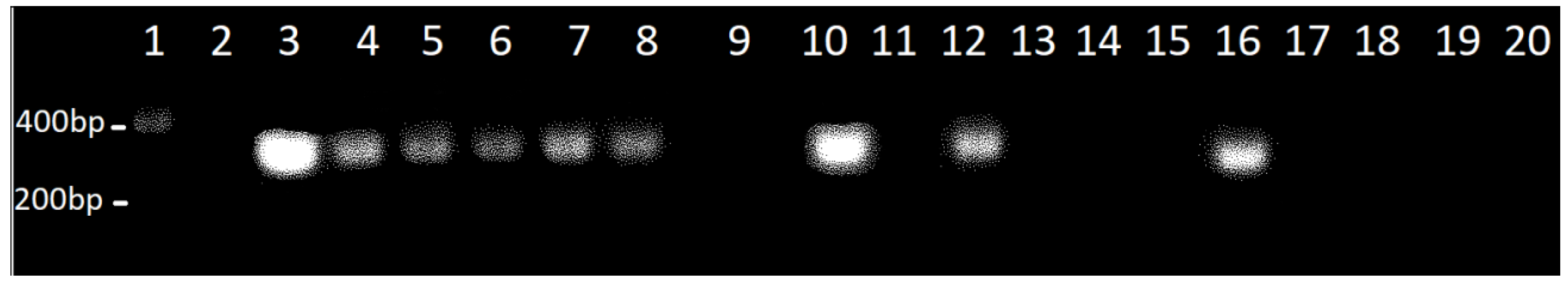 Vaccines 07 00068 g004