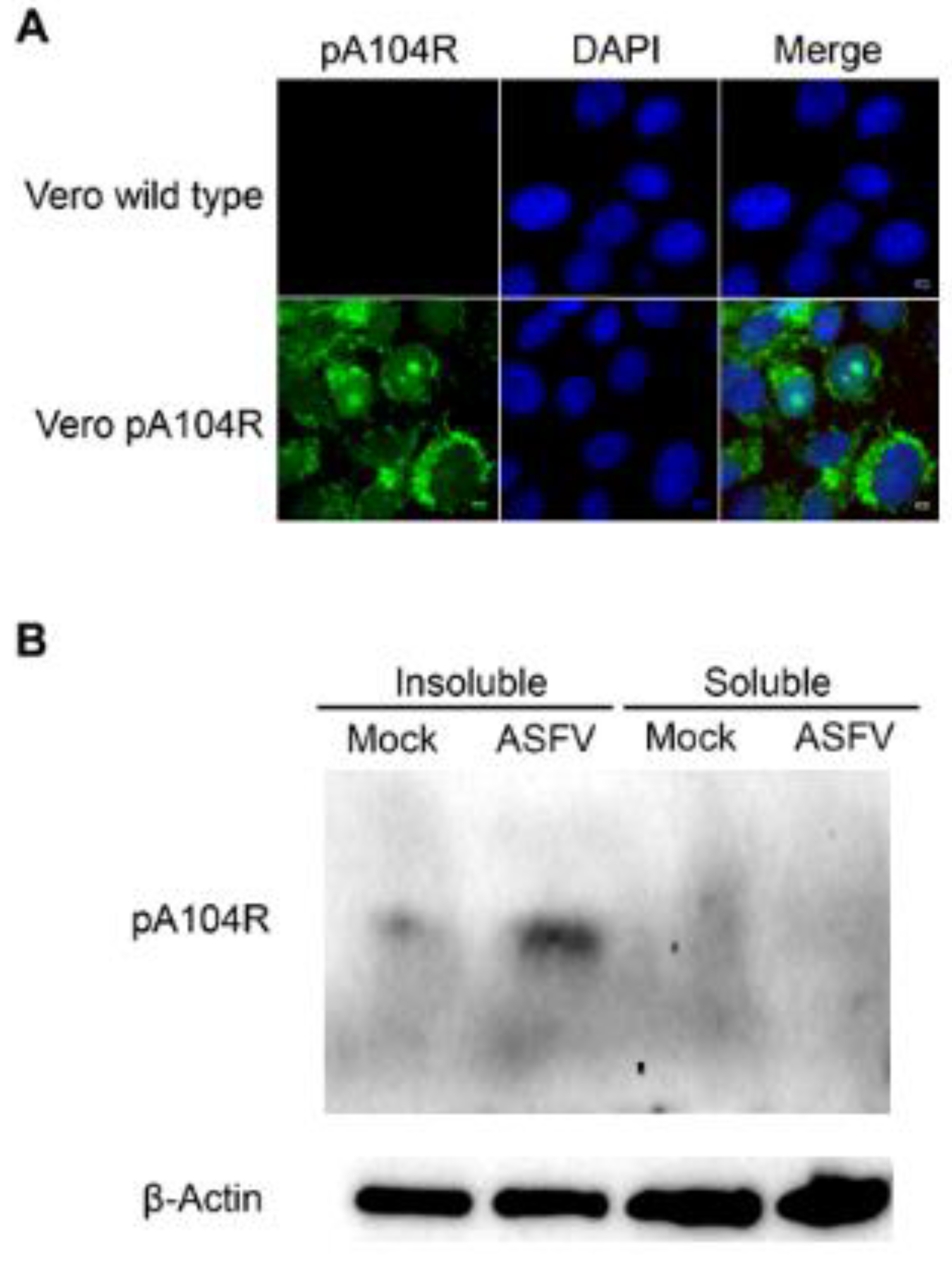 Vaccines 07 00068 g005