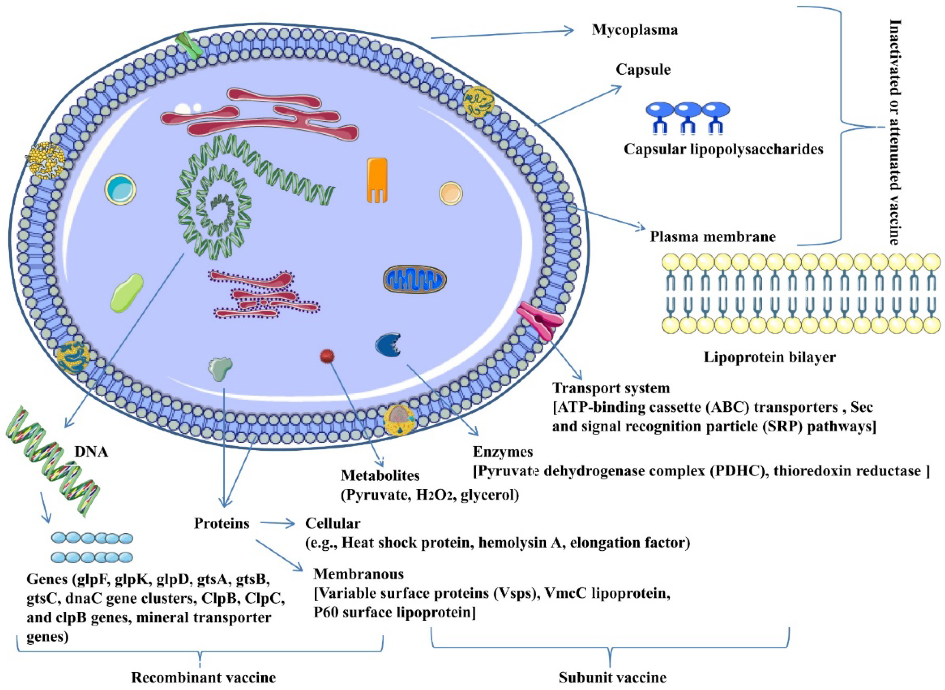 Vaccines 07 00071 g001