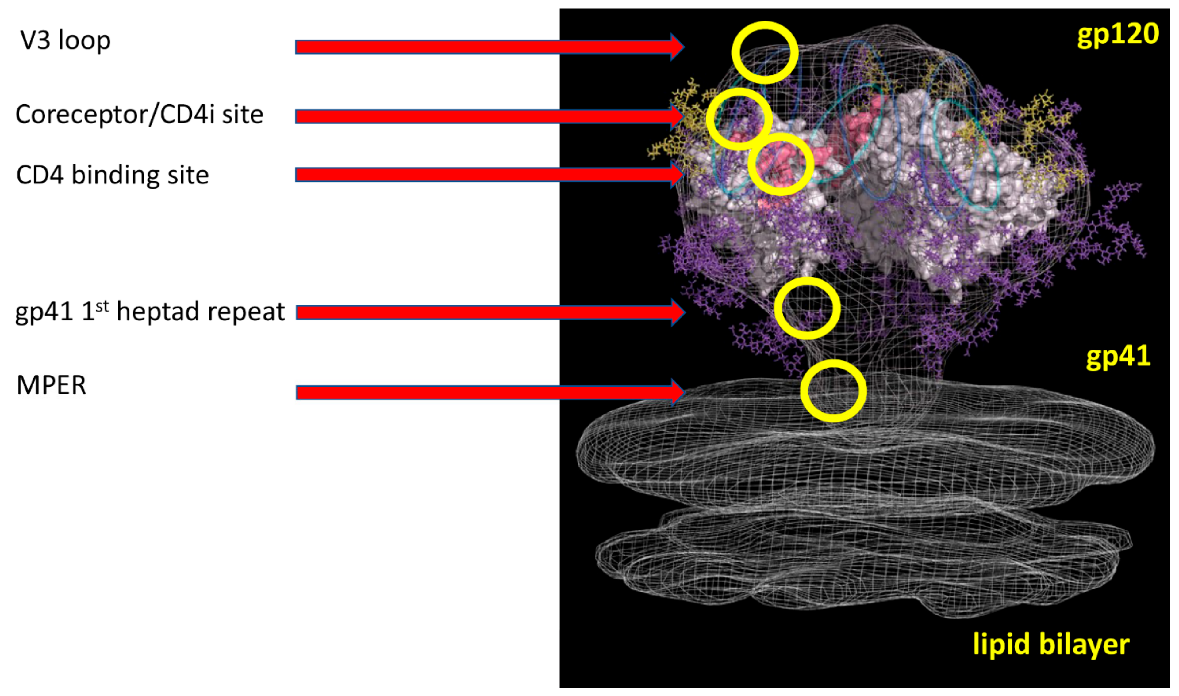 Vaccines 07 00077 g002