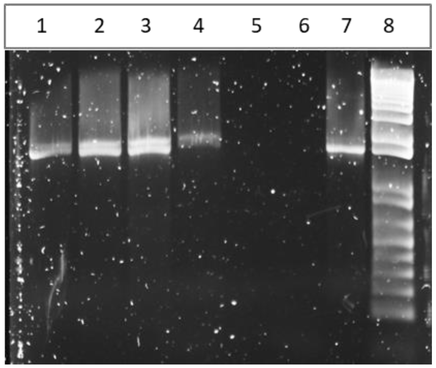 Vaccines 07 00078 g0a1 Vaccines 07 00078 g0a1