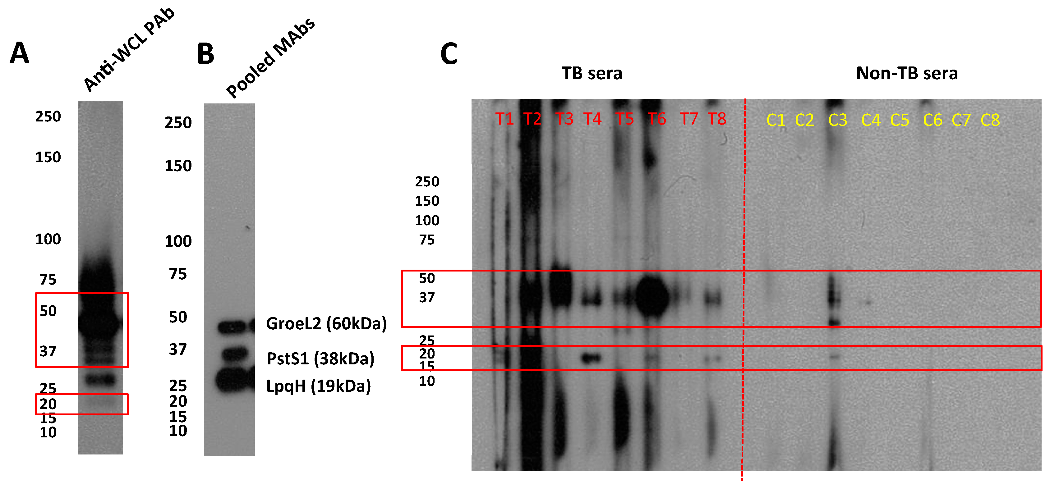 Vaccines 07 00080 g003
