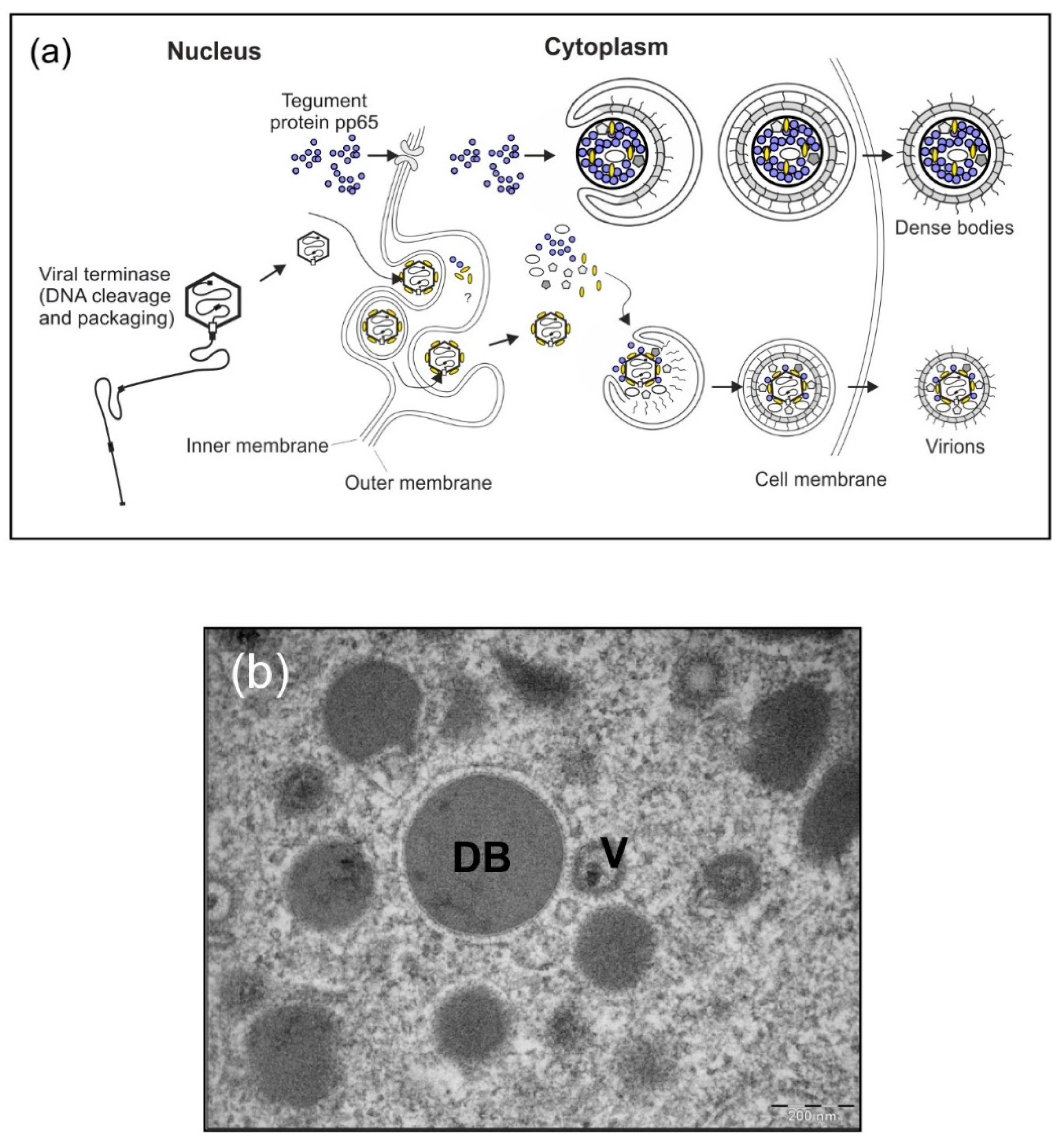 Vaccines 07 00104 g001