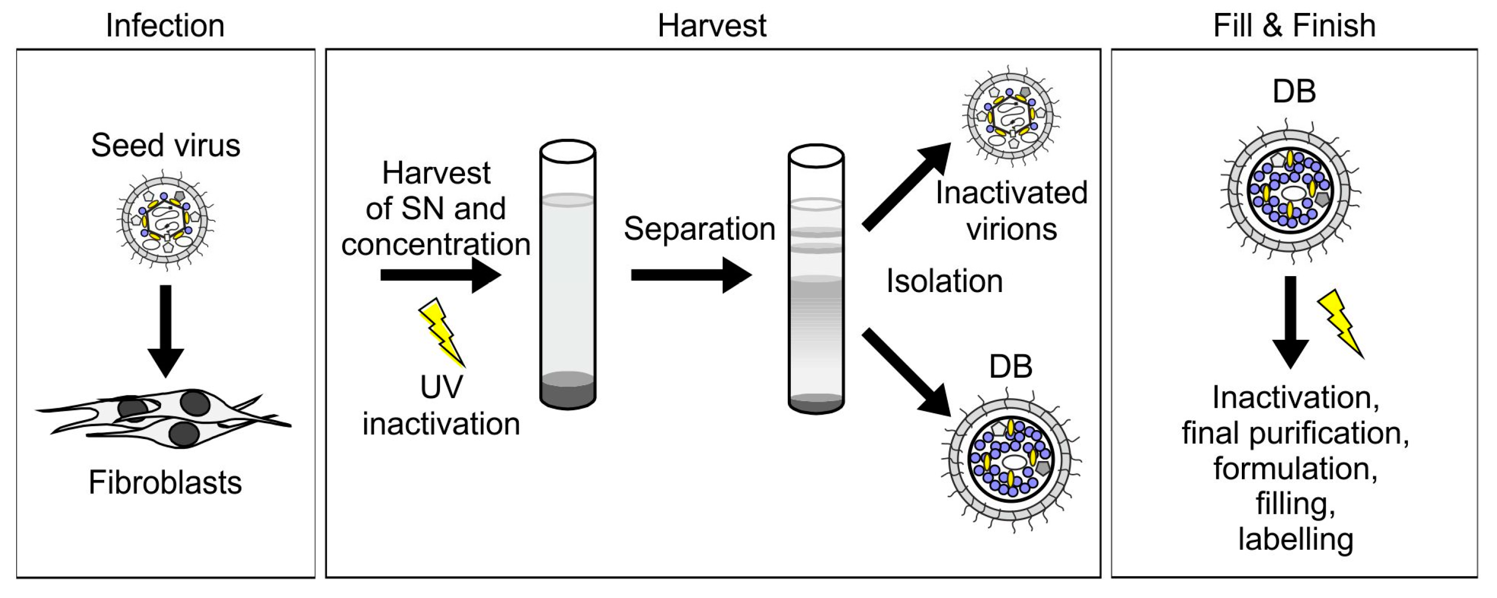 Vaccines 07 00104 g003