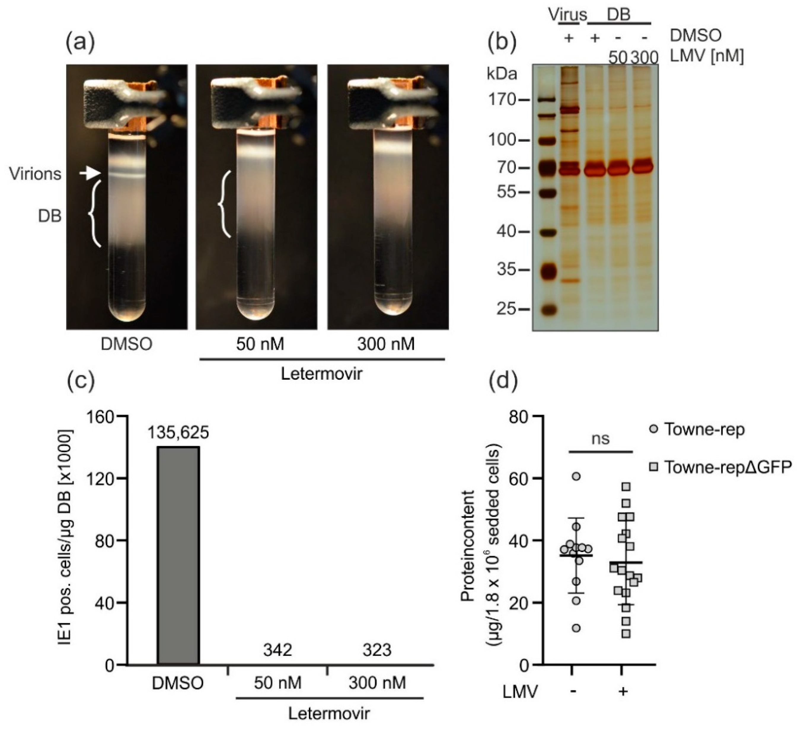 Vaccines 07 00104 g006