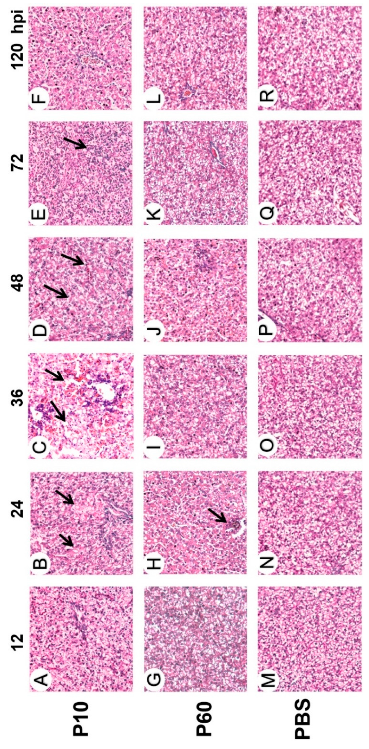 Vaccines 07 00111 g004