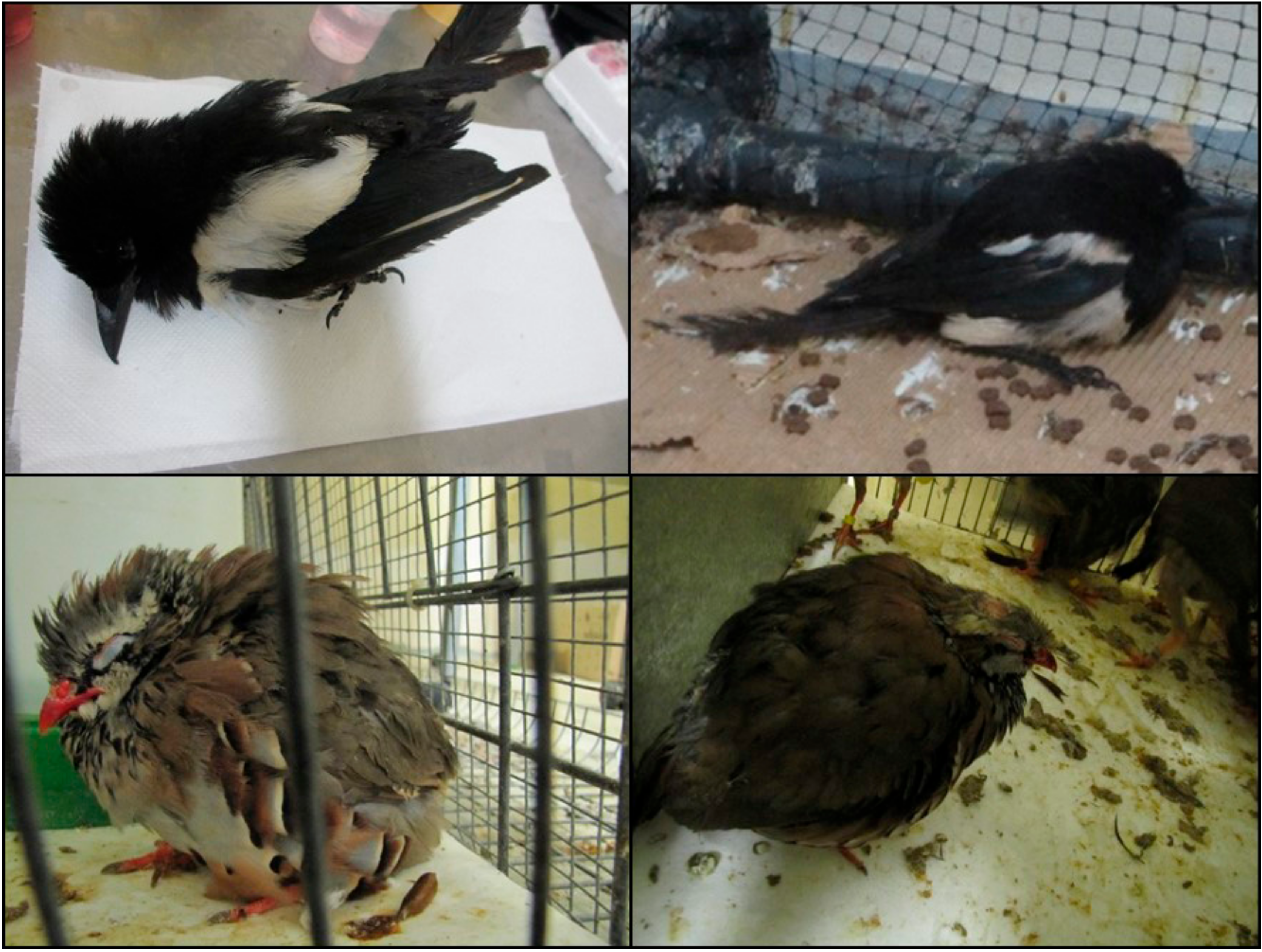 Vaccines 07 00126 g004