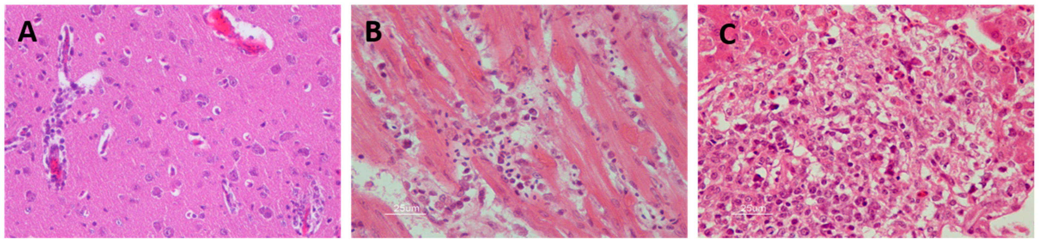 Vaccines 07 00126 g005