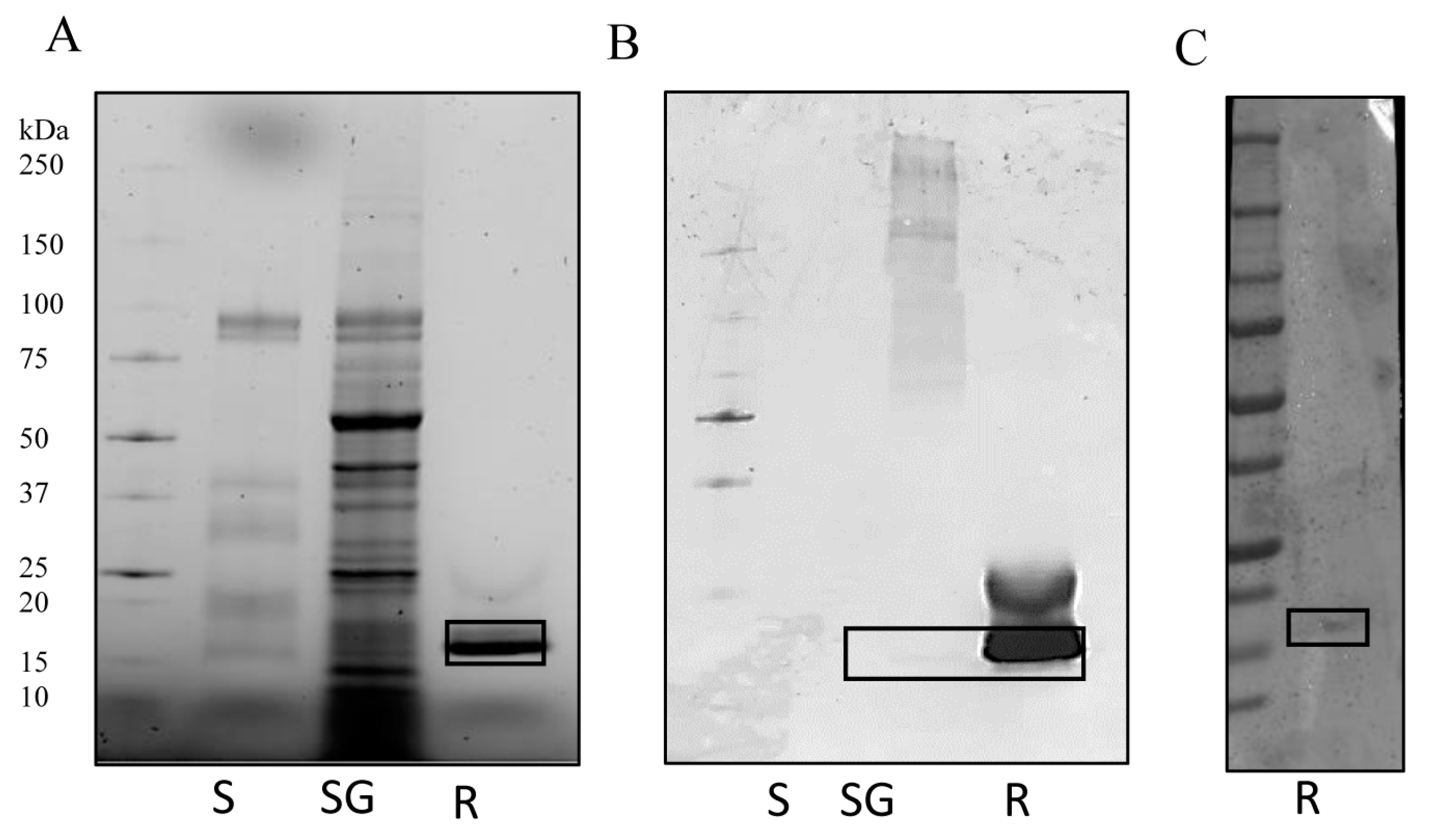 Vaccines 07 00148 g004