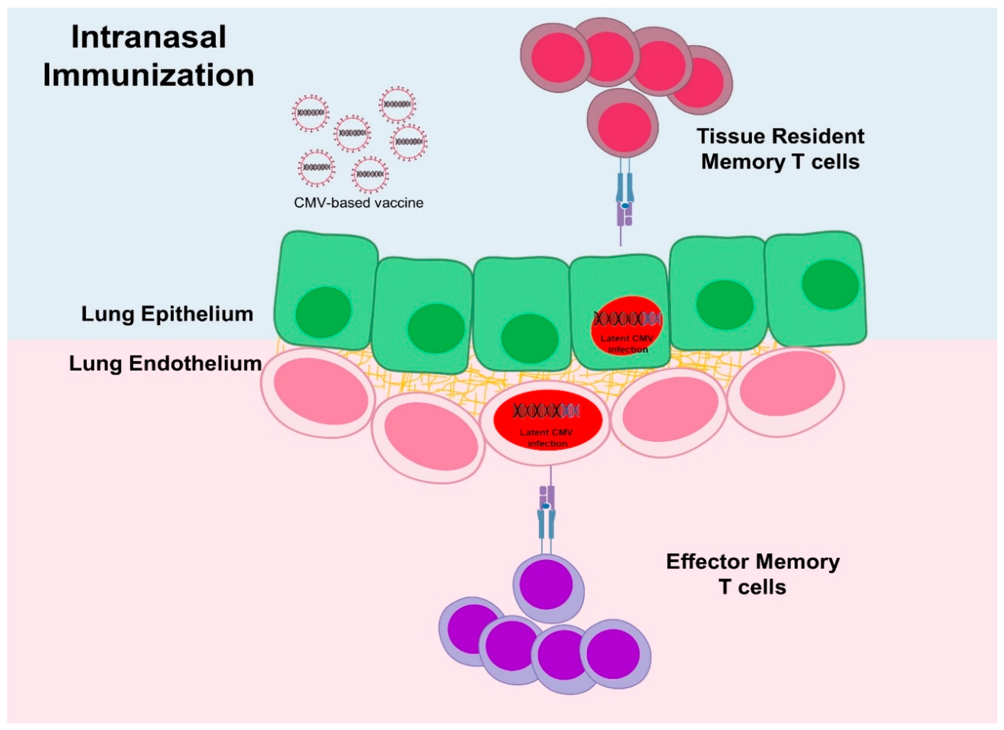 Vaccines 07 00152 g004