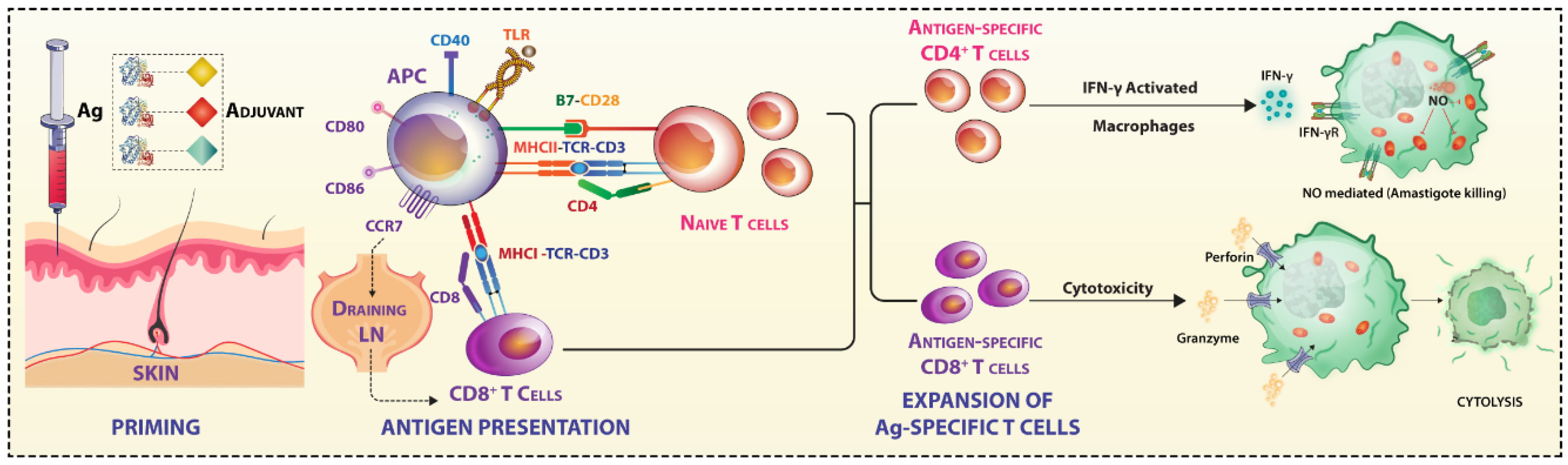 Vaccines 07 00156 g001